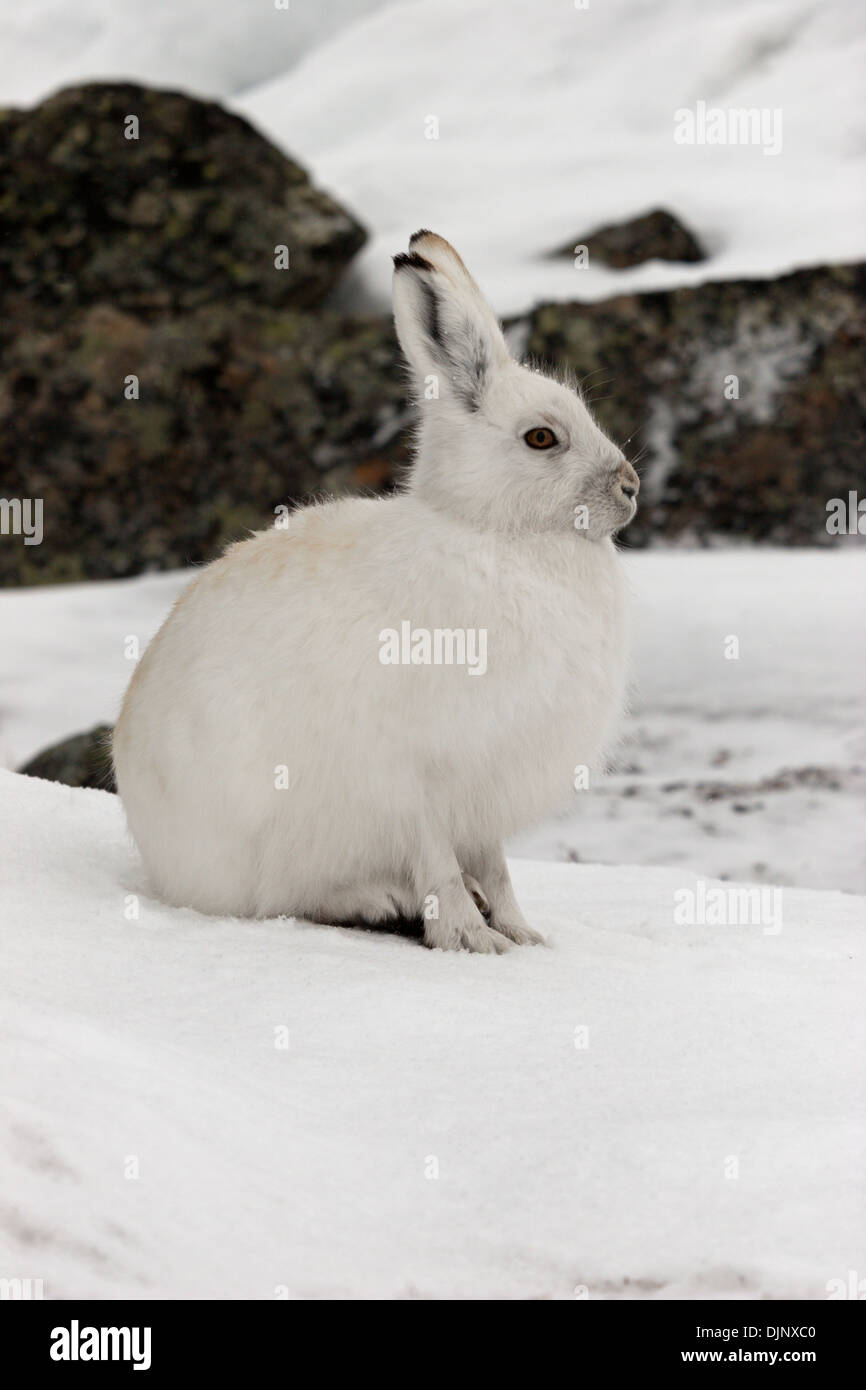Lièvre arctique lièvre Bunny Hop nord Canada blanc Banque D'Images