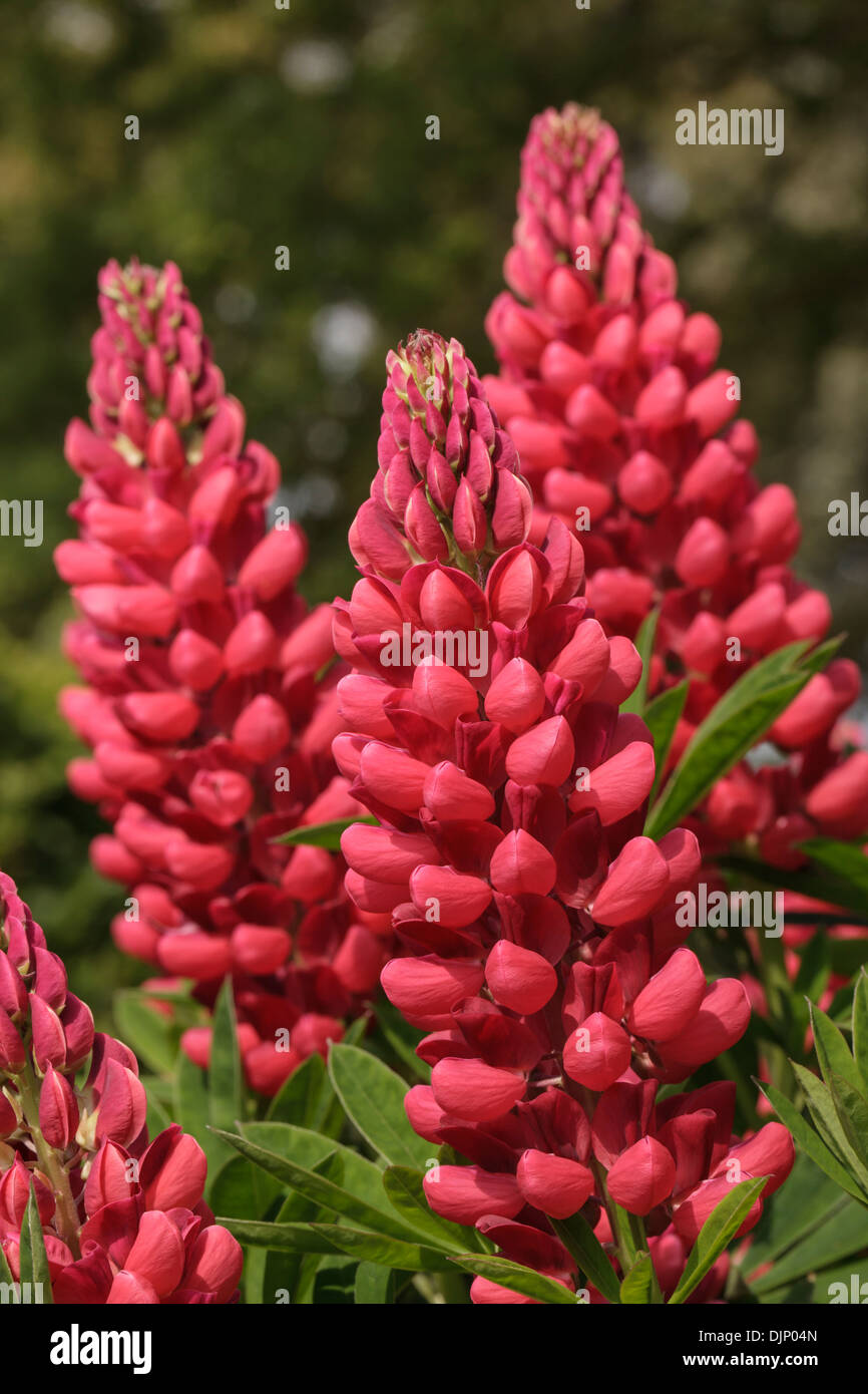 Lupins ,RHS Garden Hyde Hall, Essex Banque D'Images