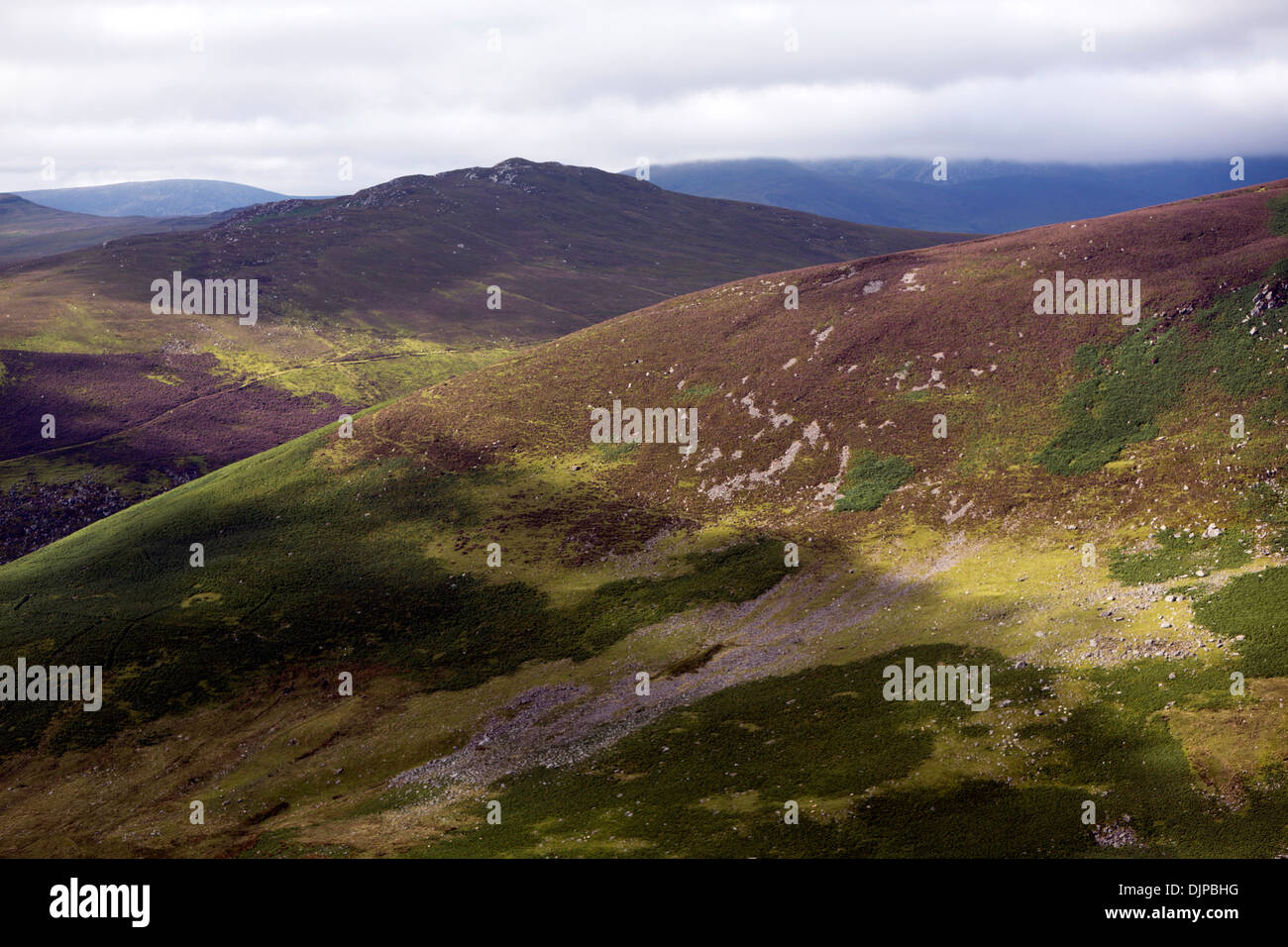 Purple heather tons dans le Parc National des Montagnes de Wicklow, en Irlande. Banque D'Images