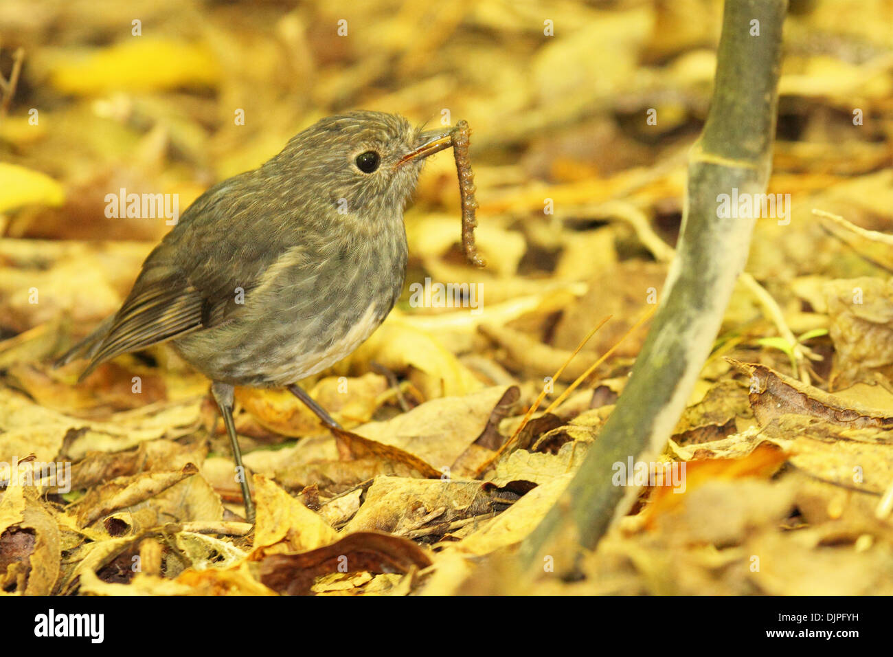Une nouvelle Zélande Robin se nourrissant d'une chenille. Banque D'Images Une nouvelle Zélande Robin se nourrissant d'une chenille. Banque D'Images