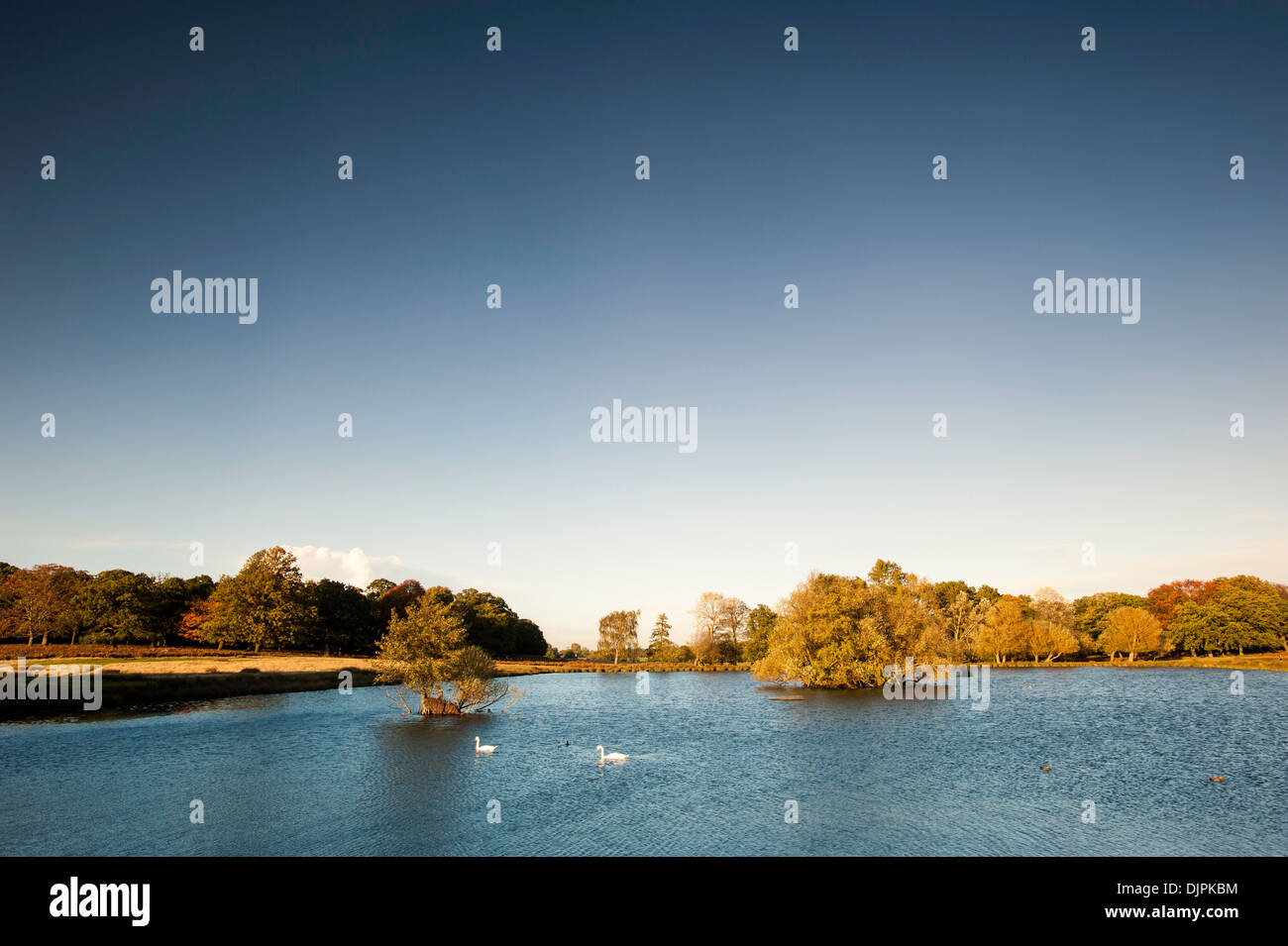 Richmond Park, Surrey, Londres, Royaume-Uni Banque D'Images