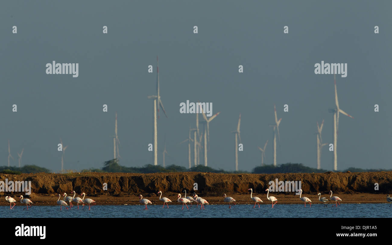 Toile de flamants contre des moulins à vent dans le Gujarat, Inde Banque D'Images