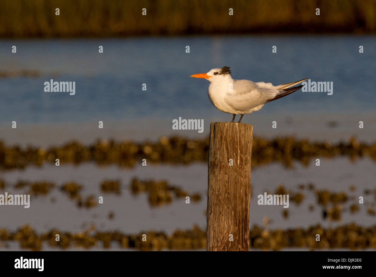 Royal Tern, Thalasseus maximus, dans la réserve naturelle nationale de Chincoteague, à Assateague Island, en Virginie. Banque D'Images