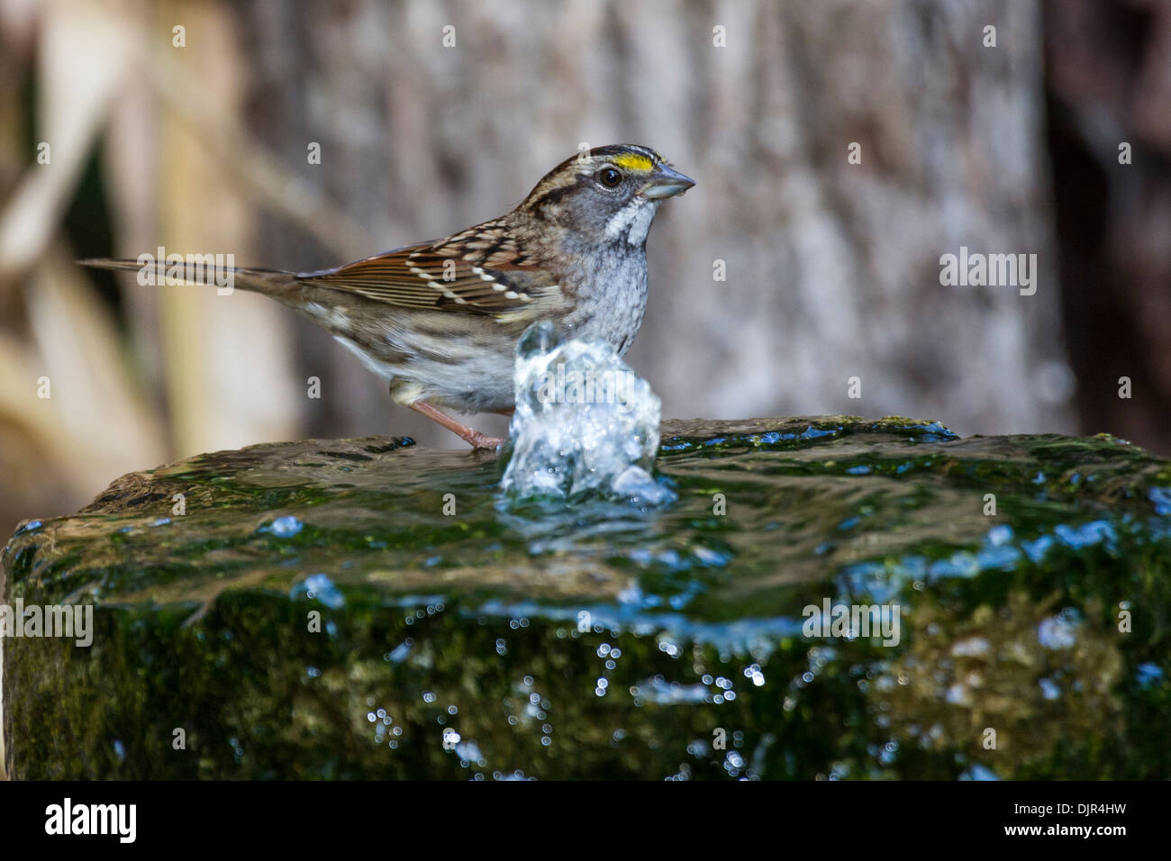 Bruant à gorge blanche, Zonotrichia albicollis, à la fontaine dans l'habitat faunique de la cour à McLeansville, en Caroline du Nord. Banque D'Images