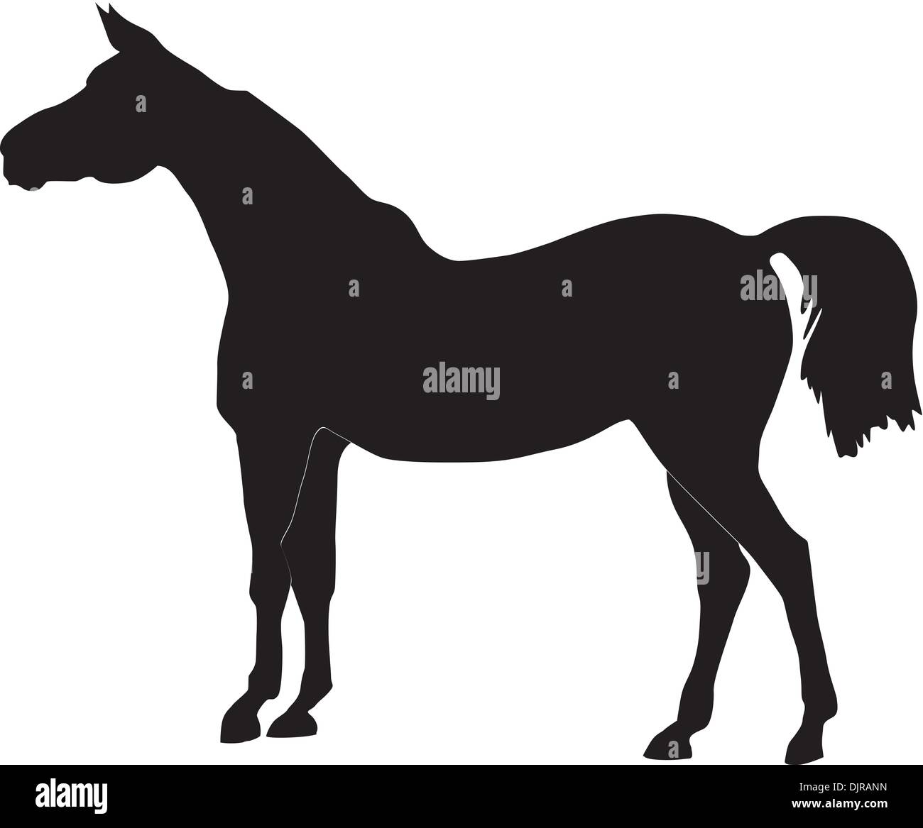 Vector illustration d'un cheval Illustration de Vecteur