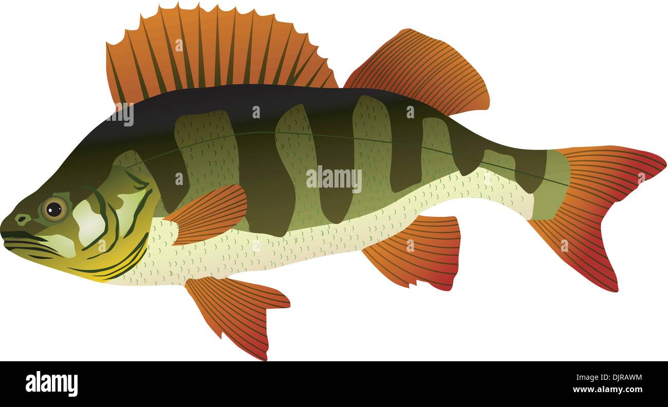 Logos De Poissons De Perche Jaune. Isolé Sur Le Fond Noir. Illustration
