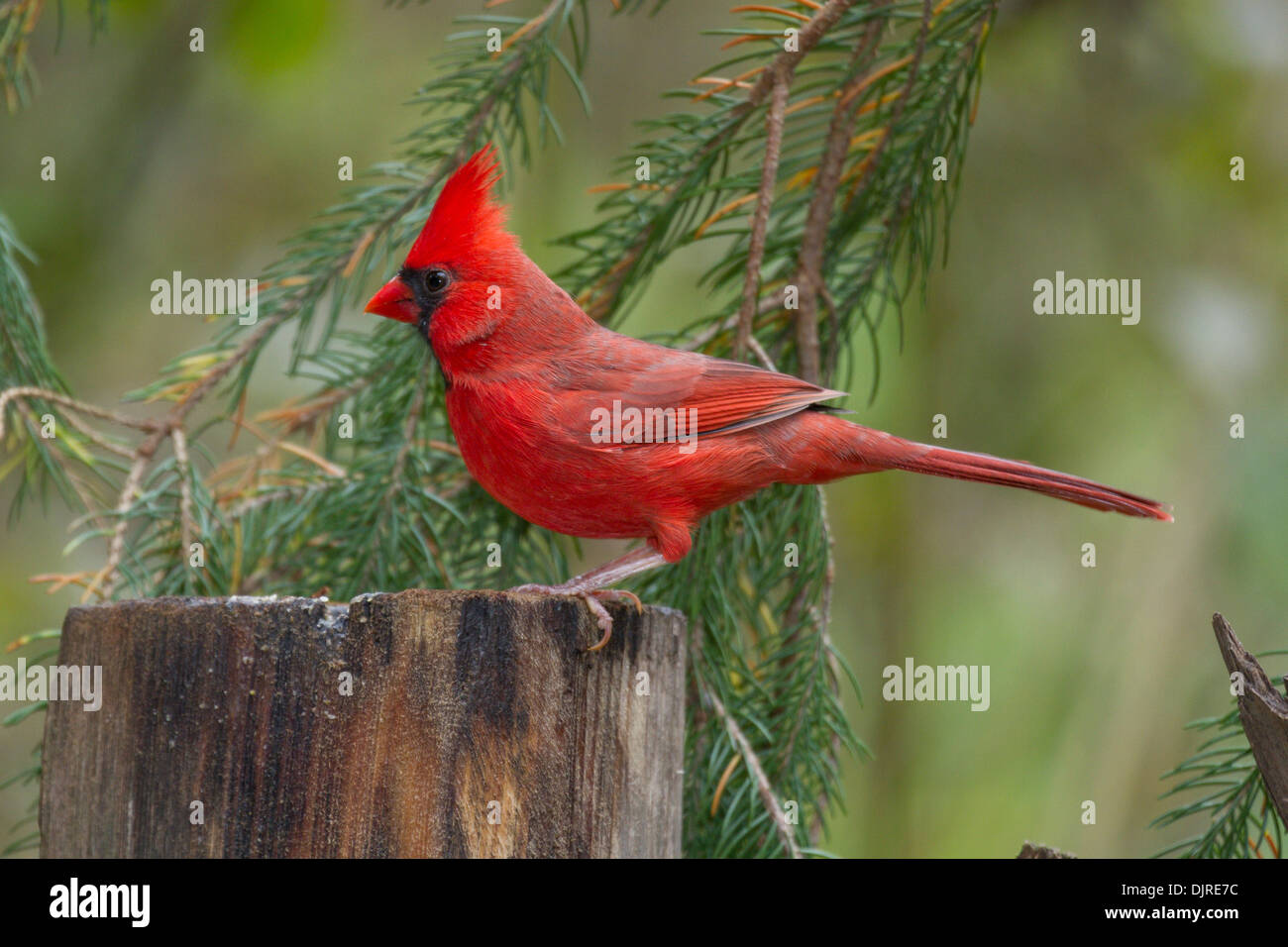 Cardinal de Cardinalis cardinalis, en automne à McLeansville, en Caroline du Nord. Banque D'Images