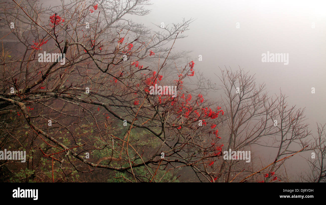 Le Mont Huangshan, Anhui, Chine Banque D'Images