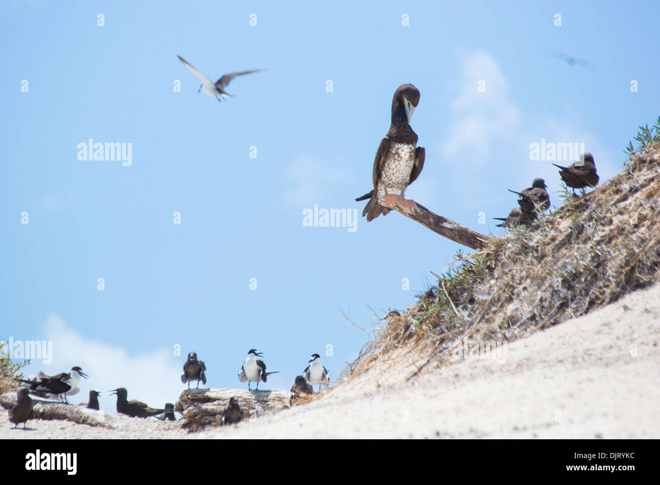 Fou brun et de noddis communs communs (Anous stolidus) sur une plage de Michaelmas Cay, Grande Barrière de Corail, Australie Banque D'Images