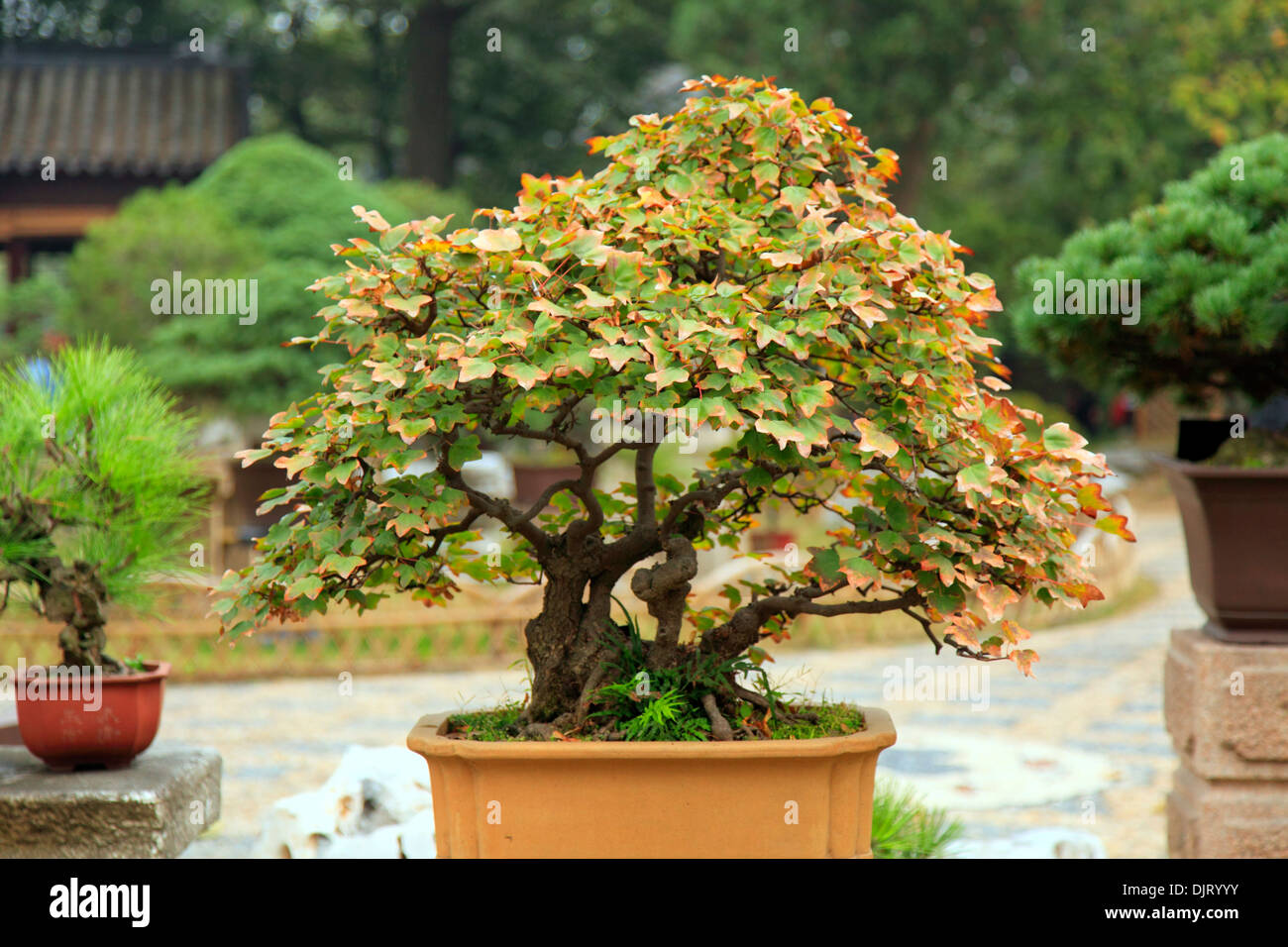 Arbre de bonzaies, jardin classique, Suzhou, Jiangsu, Chine Banque D'Images