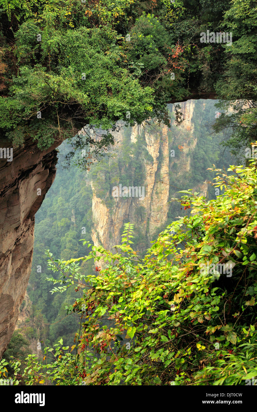 Parc forestier national de Zhangjiajie, Hunan, Chine Banque D'Images