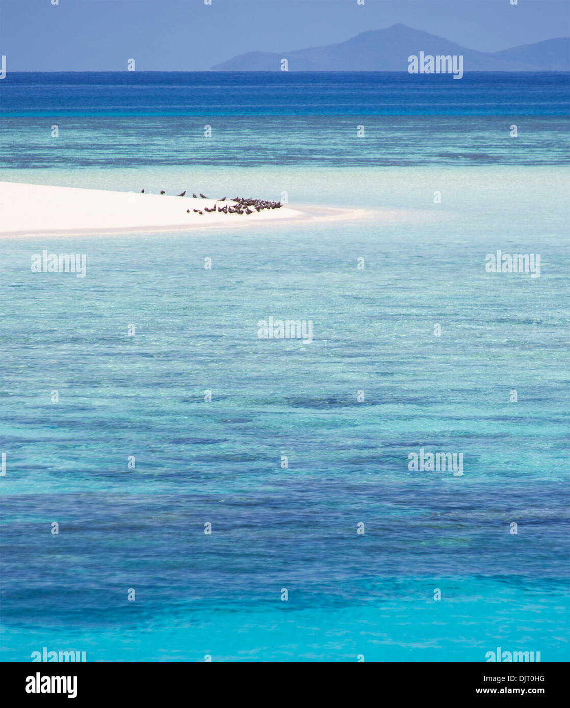 Les oiseaux de mer sur une plage de Michaelmas Cay, Grande Barrière de Corail, Australie Banque D'Images