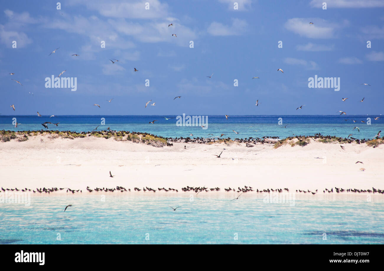 Les oiseaux de mer sur une plage de Michaelmas Cay, Grande Barrière de Corail, Australie Banque D'Images