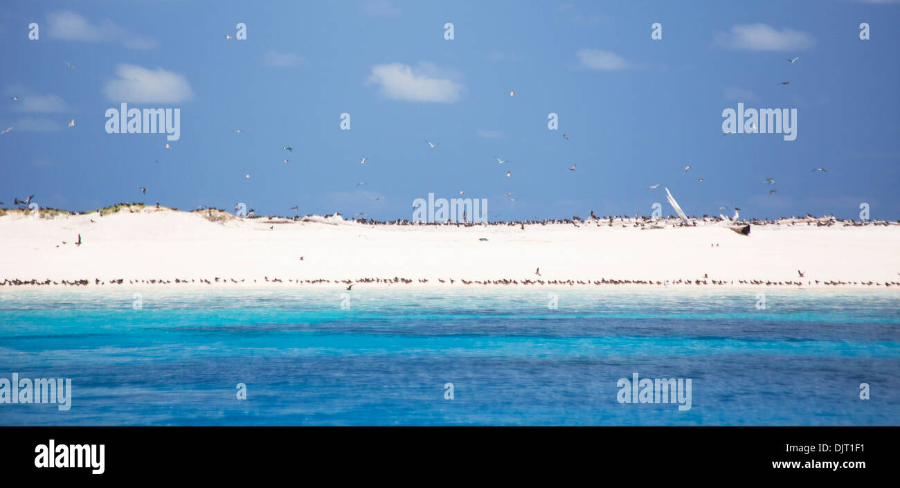 Les oiseaux de mer sur une plage de Michaelmas Cay, Grande Barrière de Corail, Australie Banque D'Images