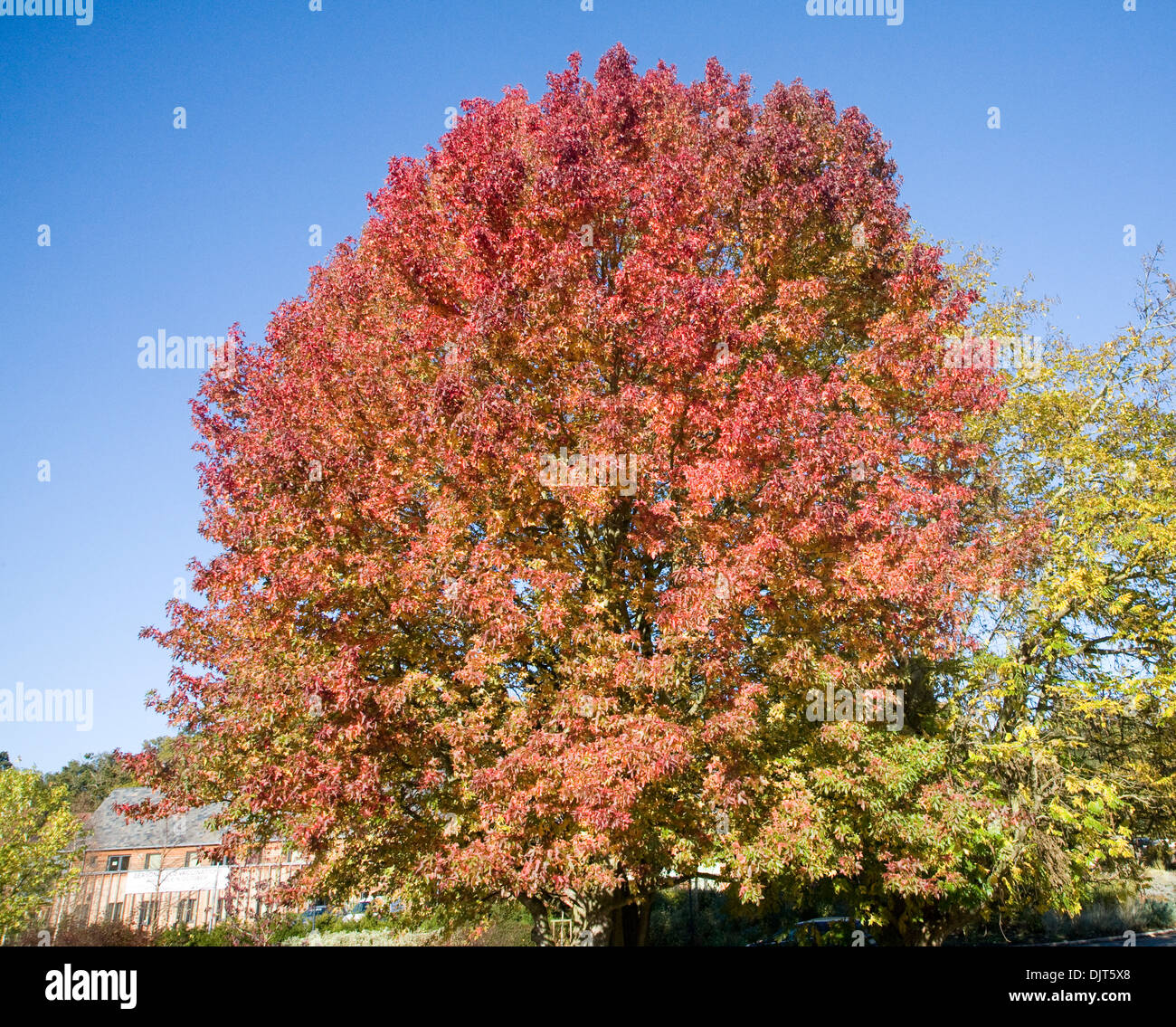 Liquidambar styraciflua copalme d'Amérique, le ou redgum, en automne leaf against blue sky Banque D'Images