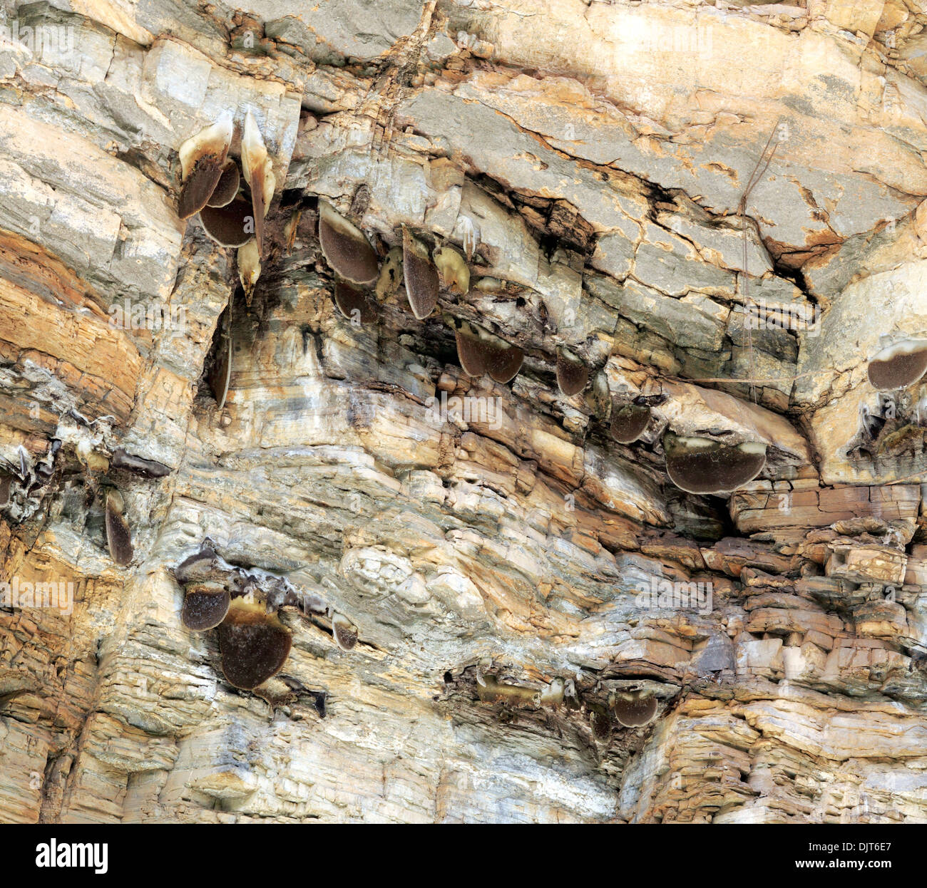 Colonie d'abeilles sauvages, Araniko Highway, Vallée de Katmandou, Népal Banque D'Images