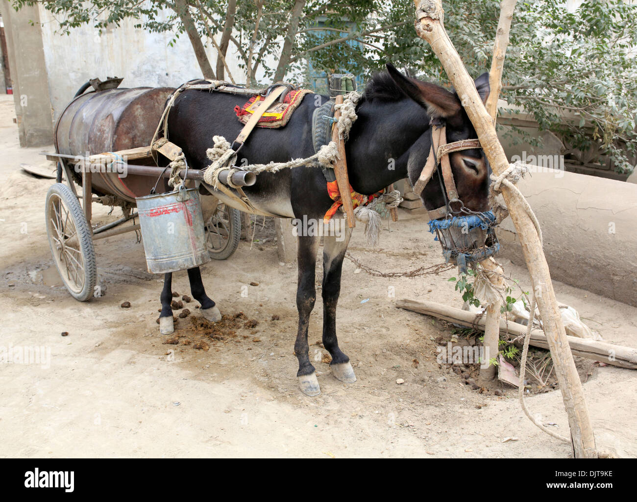 Âne dans la rue dans la vieille ville, de Yarkant, comté de Yarkant, la région autonome ouïghoure du Xinjiang, Chine Banque D'Images