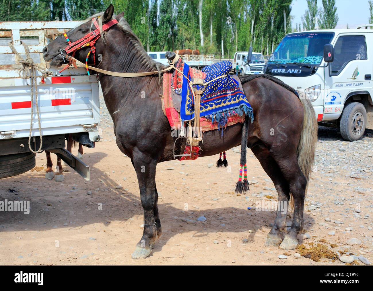 Marché de l'élevage, de Kashgar (Kashi), la Préfecture de Kashgar, la région autonome ouïghoure du Xinjiang, Chine Banque D'Images