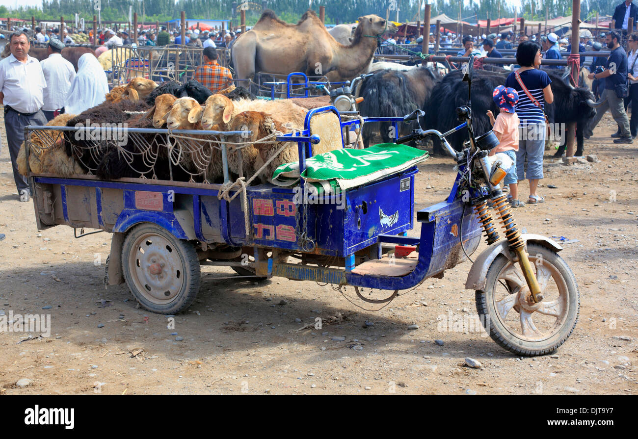 Marché de l'élevage, de Kashgar (Kashi), la Préfecture de Kashgar, la région autonome ouïghoure du Xinjiang, Chine Banque D'Images