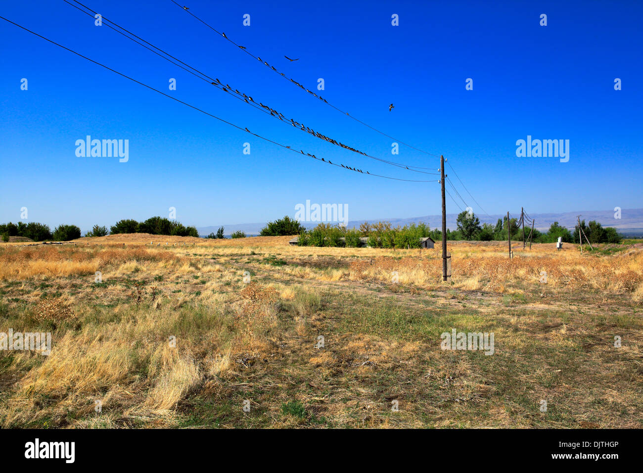 Champ avec des postes électriques, près de la tour Burana, oblast de Chuy, Kirghizistan Banque D'Images