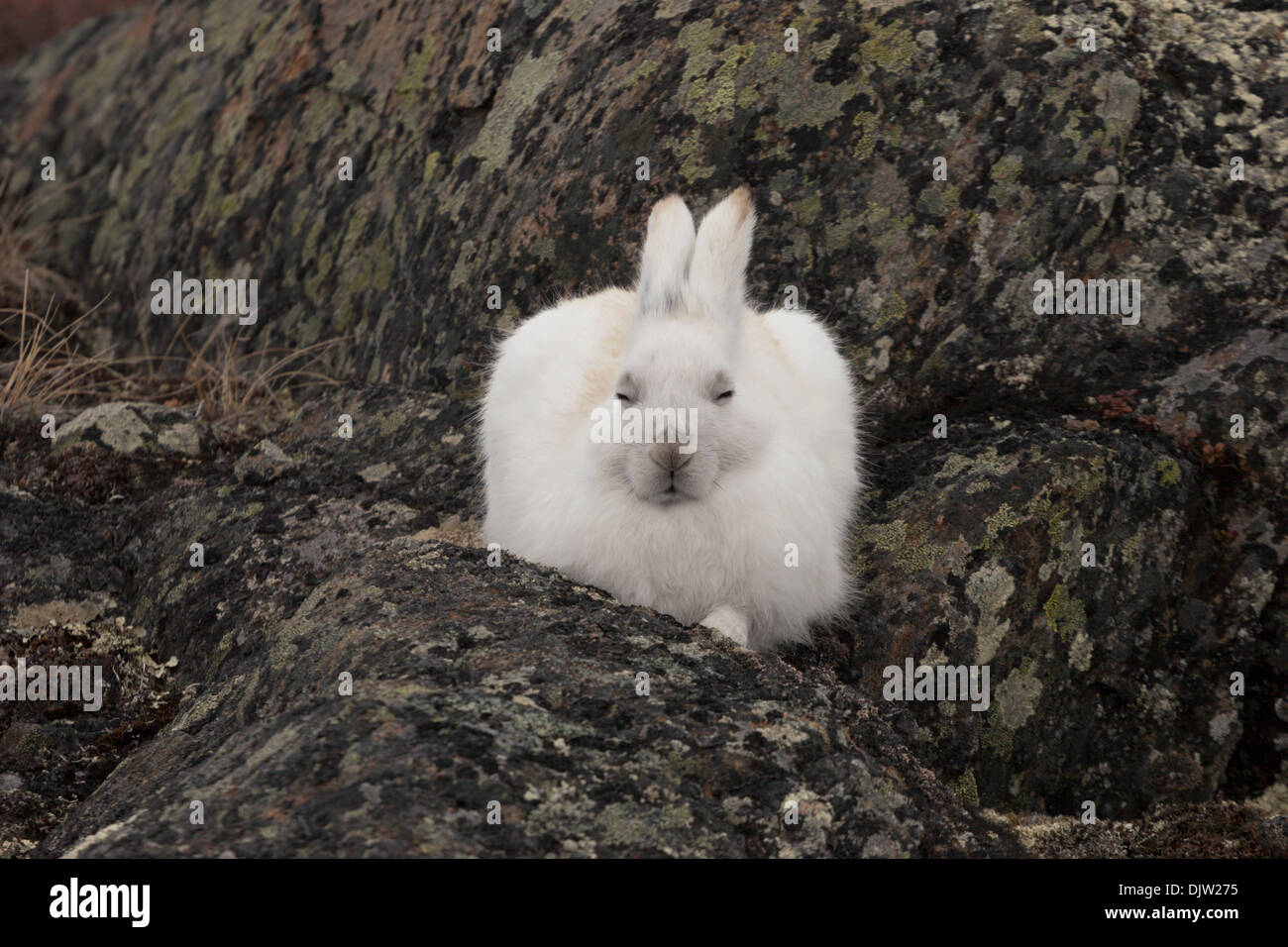Lièvre arctique lièvre Bunny Hop nord Canada blanc Banque D'Images