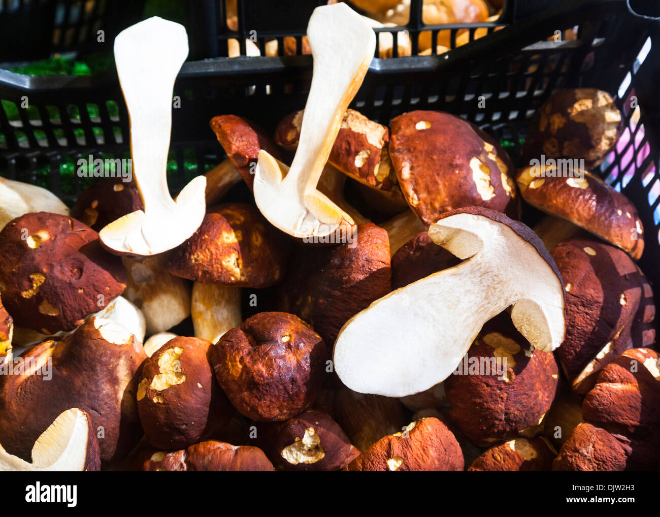 Boletus edulis cèpes ou CEP) Champignons à vendre dans la région de Mercato di Rialto, Venise, Italie. Banque D'Images