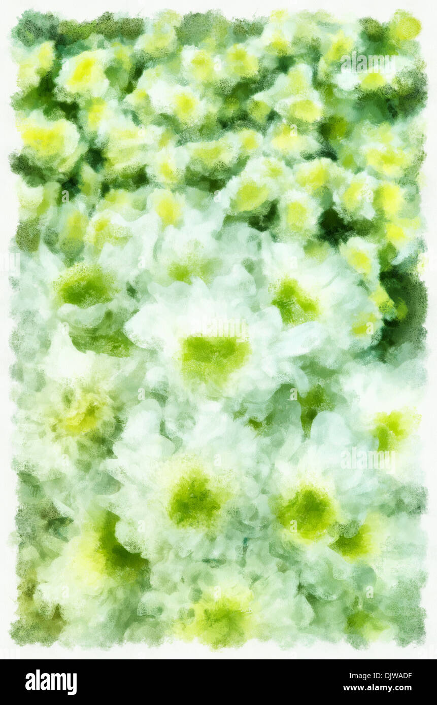 Chrysanthème (l'Chrysánthemum ) - genre de plantes herbacées annuelles ou vivaces, de la famille des astéracées ou composées Banque D'Images