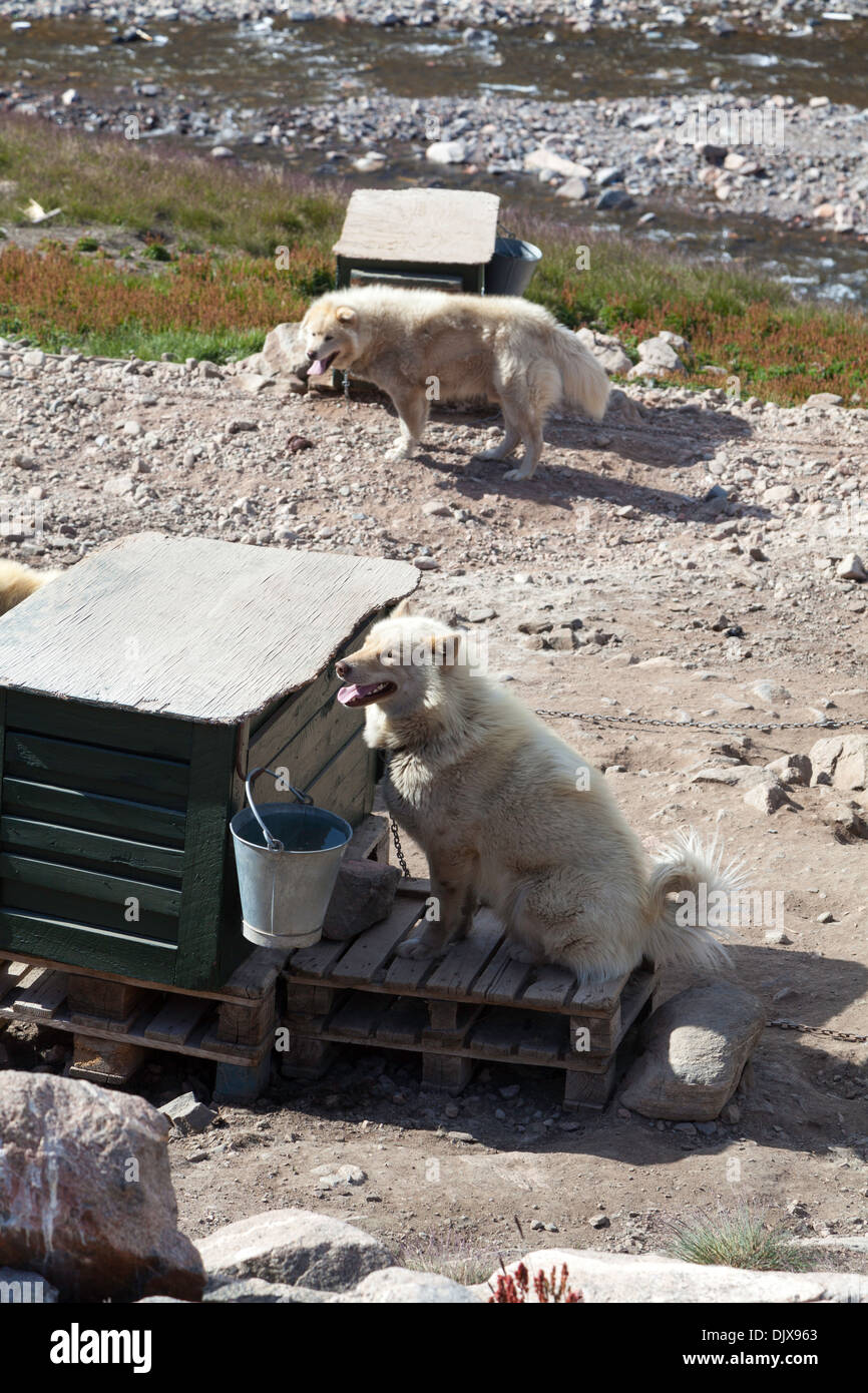 Les chiens de traîneau Groenland à Ittoqqortoormiit, Groenland Banque D'Images