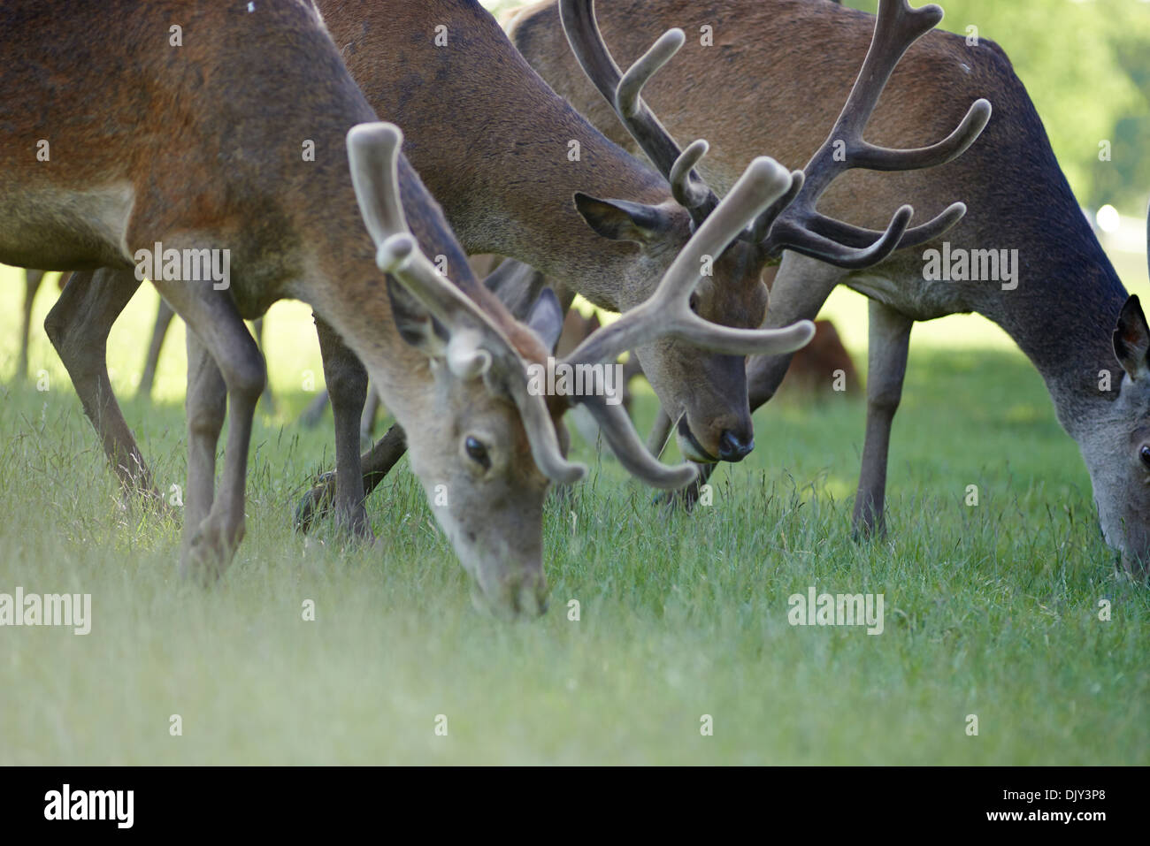 Red Deer grazing in Richmond Park South West London Banque D'Images
