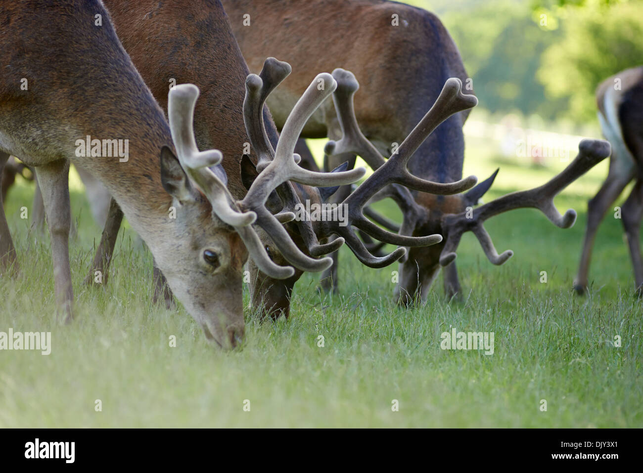 Red Deer grazing in Richmond Park SW London Banque D'Images