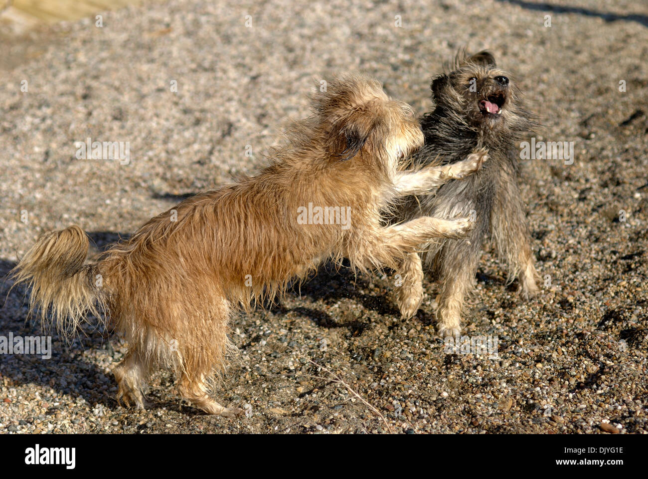 Deux Briard mongrels jouant sur la plage Banque D'Images