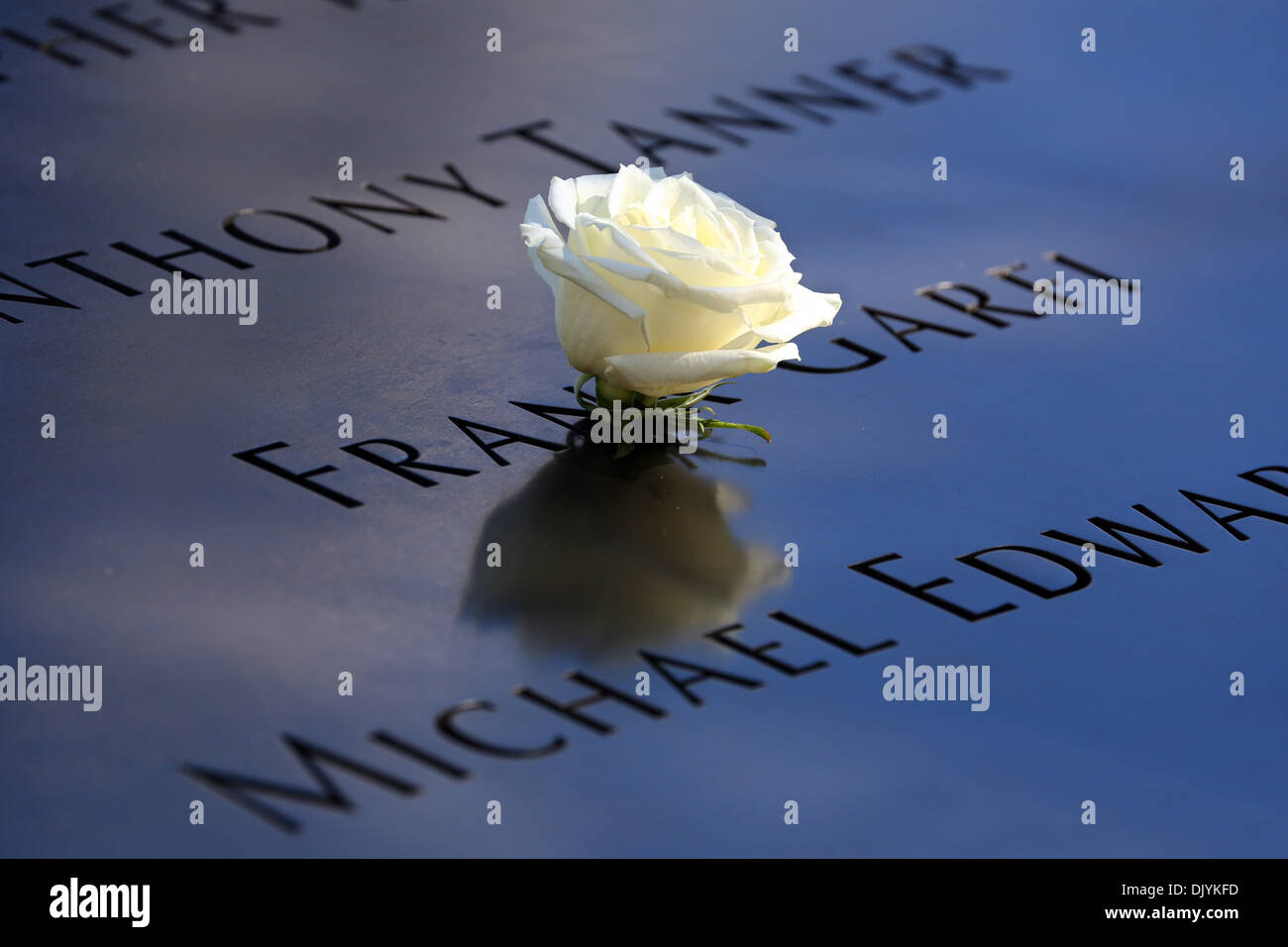 Single white rose au Mémorial National du 11 septembre pour le 11 septembre 2001 attaque du World Trade Center, New York. Nord Banque D'Images