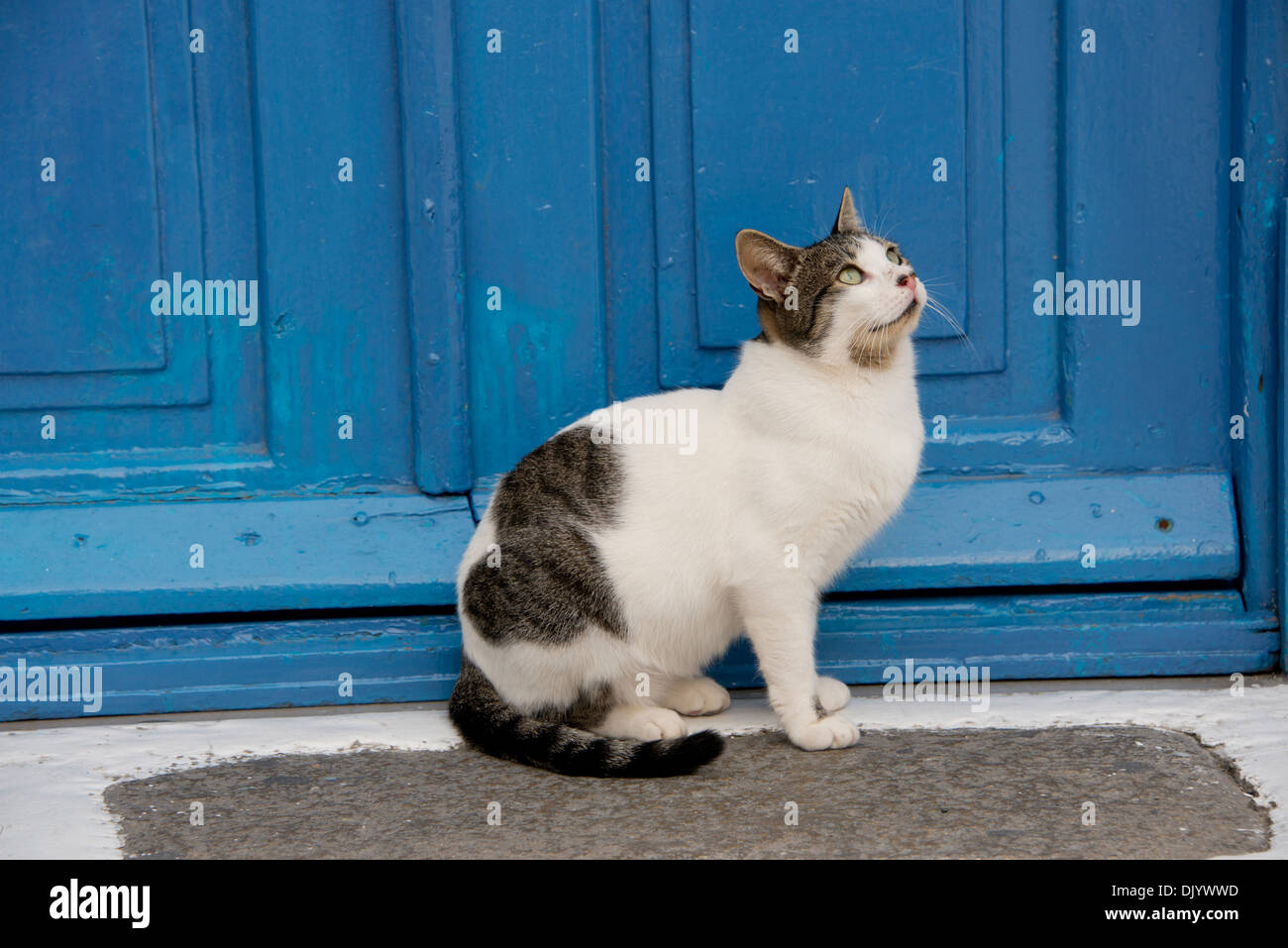 Grèce, Groupe d'îles des Cyclades, Mykonos, Hora. Chat grec en face de porte bleue dans les ruelles de Mykonos. Banque D'Images