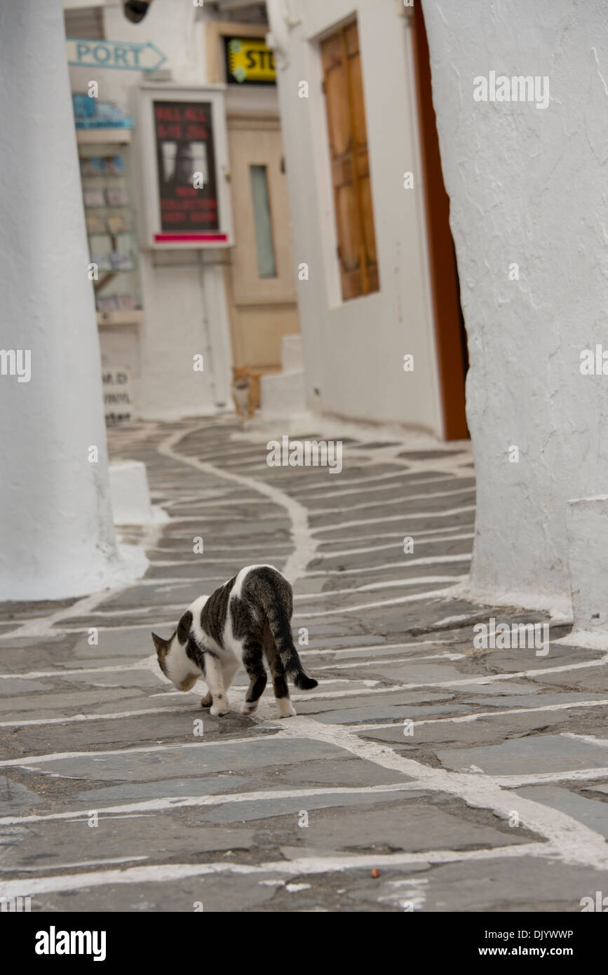 Grèce, Groupe d'îles des Cyclades, Mykonos, Hora. Chat grec dans les ruelles de Mykonos. Banque D'Images