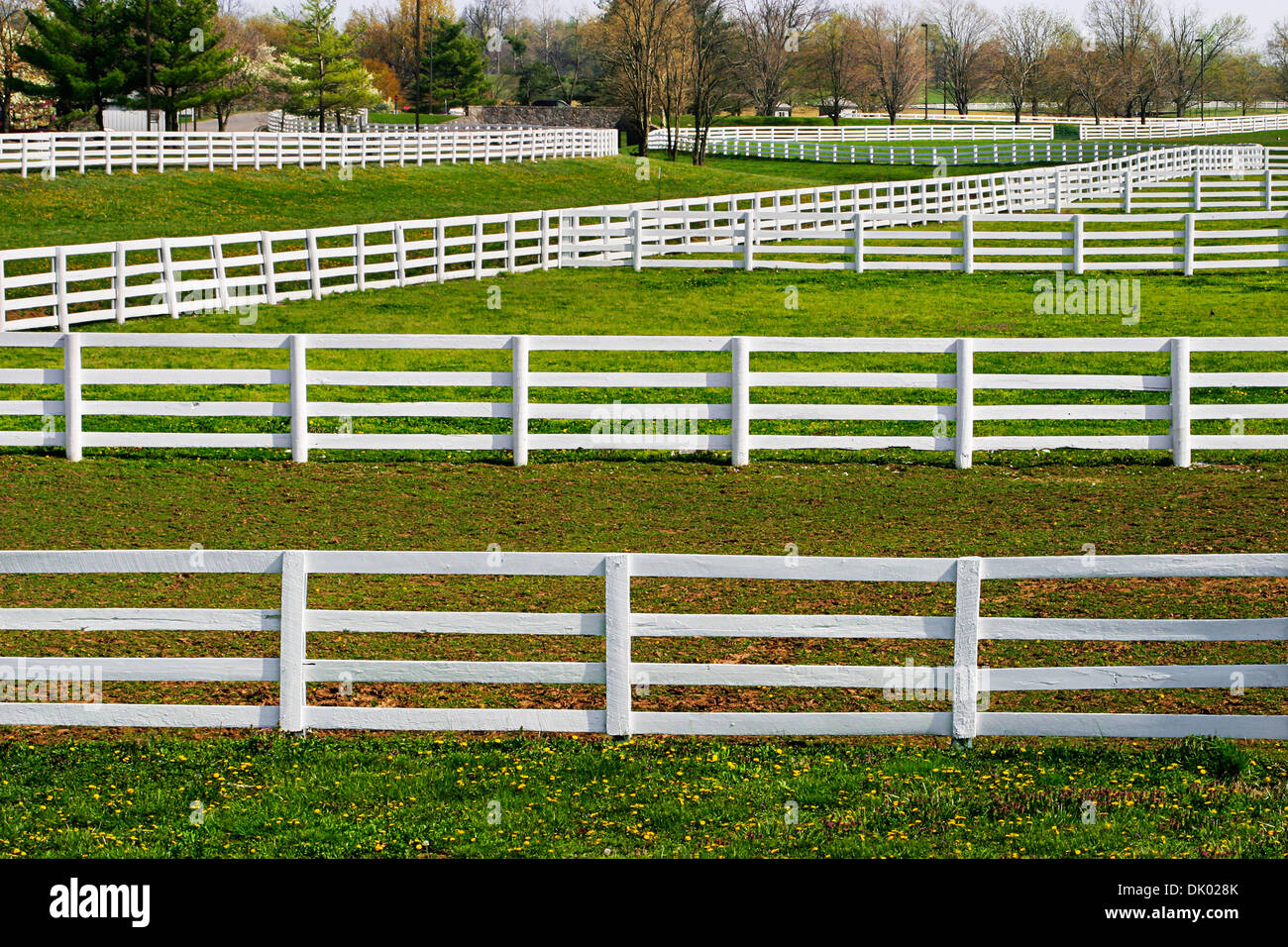Clôtures blanches et d'herbe verte au printemps dans la région de Horse Country, Lexington, Kentucky, USA Banque D'Images