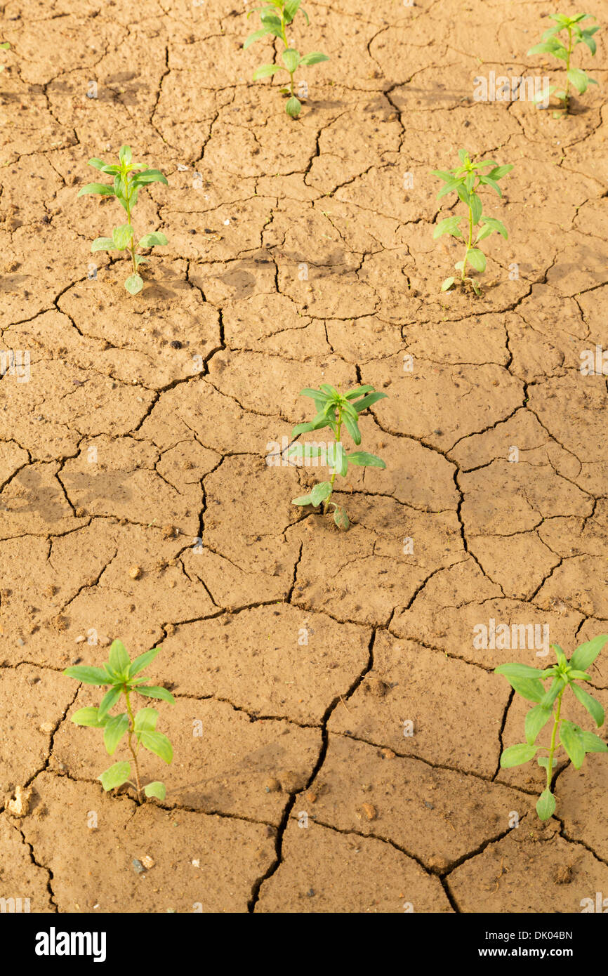 La nouvelle croissance grâce à la sécheresse du sol d'un jardin. Banque D'Images