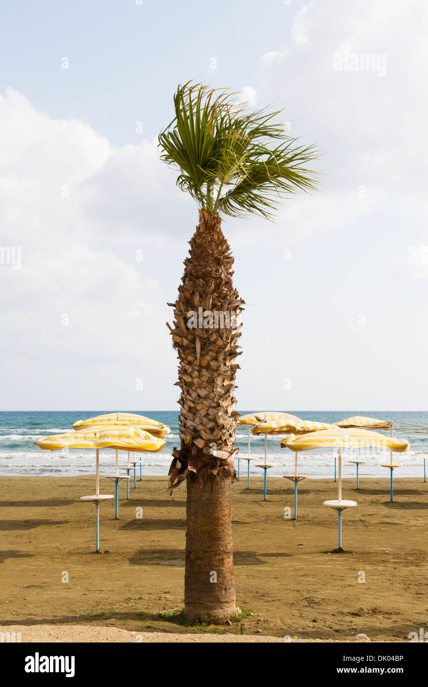 Palmiers et parasols de plage dans le vent. Front de mer de Larnaca, Chypre. Banque D'Images