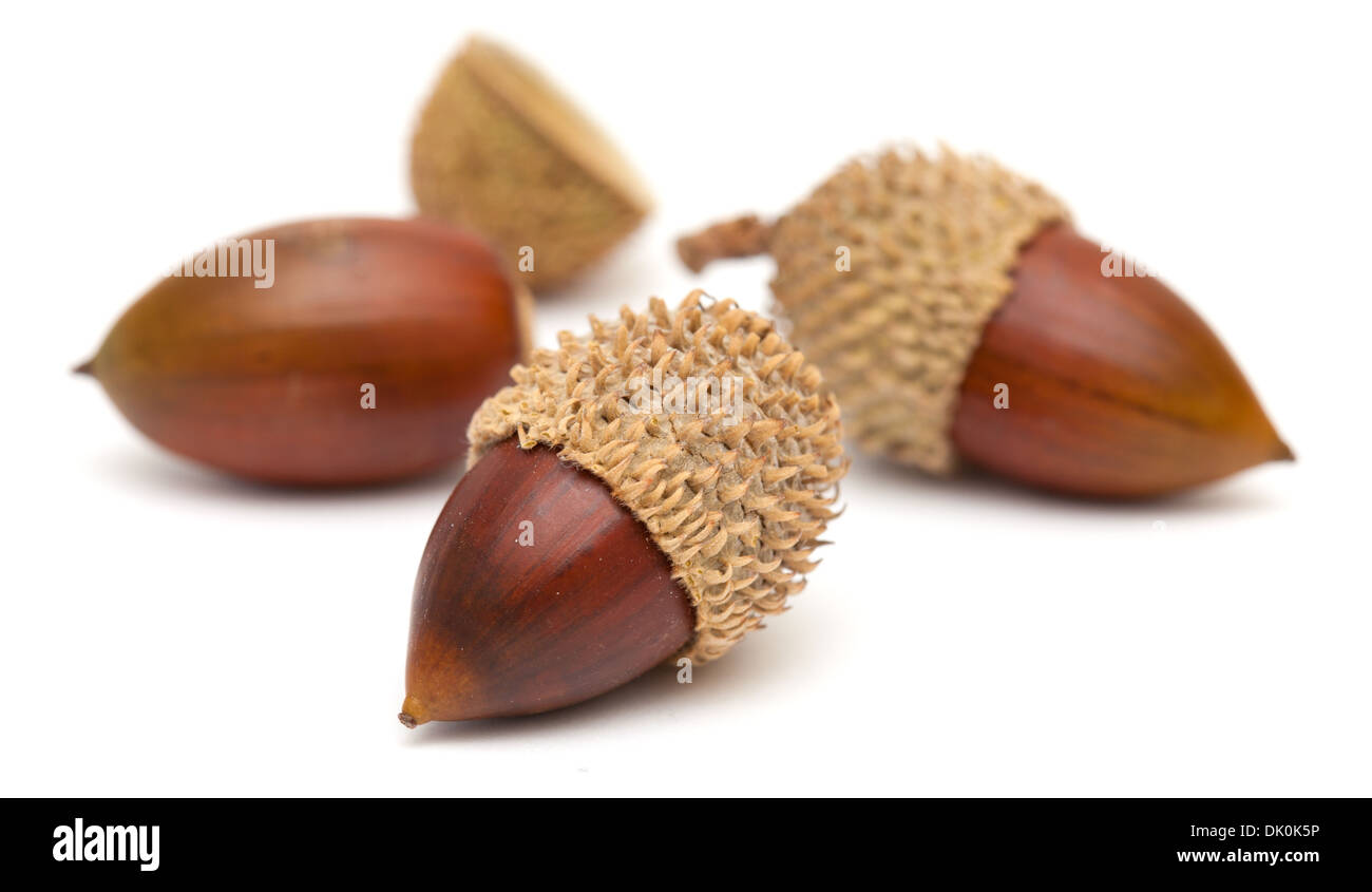Quercus coccifera, les glands de chêne kermès isolated Banque D'Images
