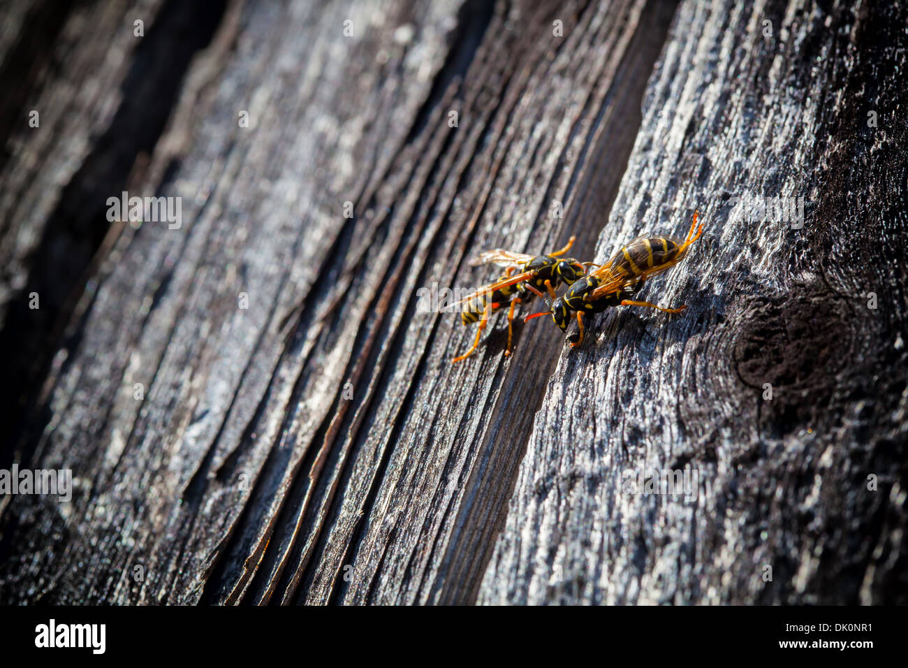 Faire un nouveau nid de guêpes dans le mur d