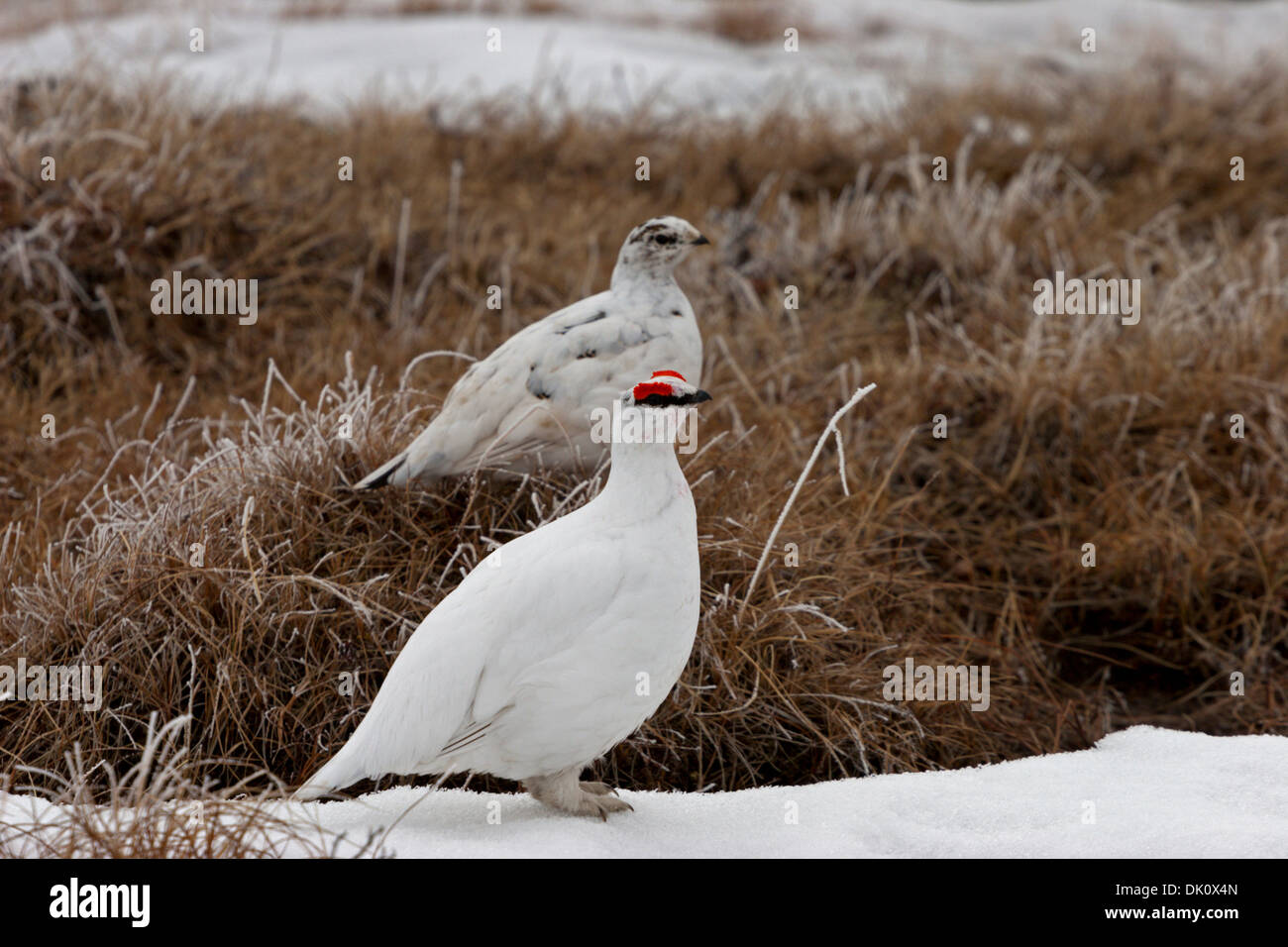 L'arctique canadien lagopèdes oiseaux plumes paire Banque D'Images