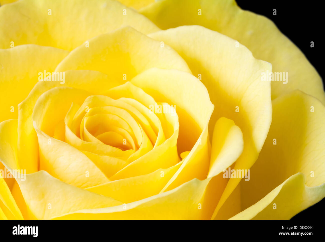 Close up image of yellow rose Banque D'Images