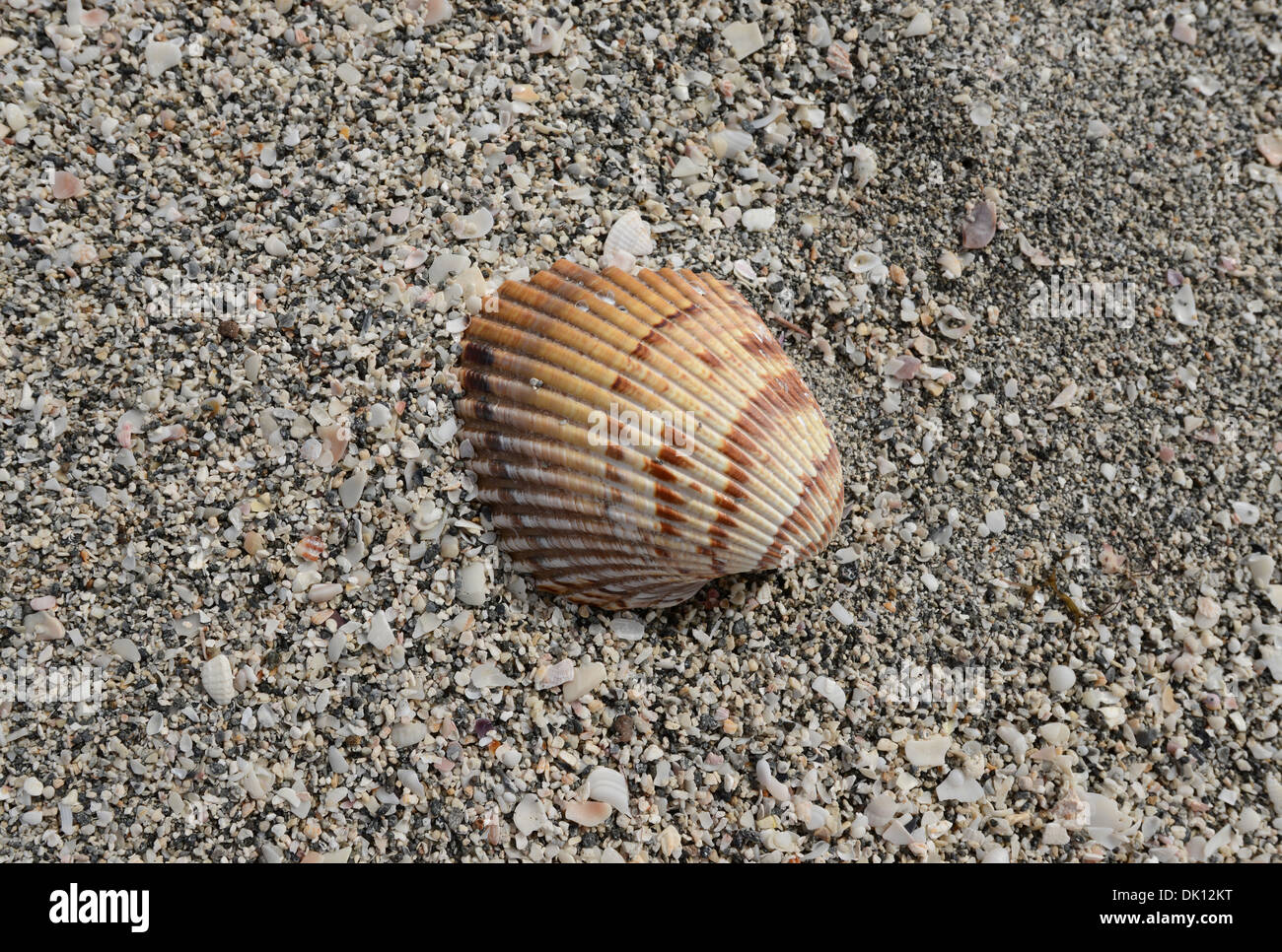 Seashell at Turtle Beach, Siesta Key, en Floride. Banque D'Images Seashell at Turtle Beach, Siesta Key, en Floride. Banque D'Images