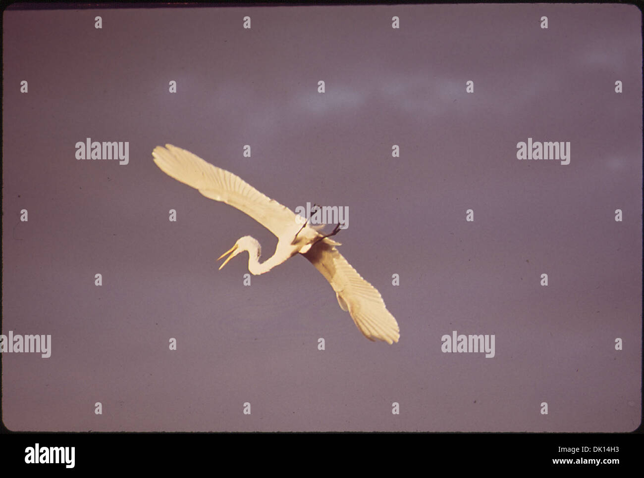 Une aigrette est montrée à la rookerie Chokoloskee dans le parc national des Everglades. L'image souligne la beauté de l'aigrette et de son habitat naturel dans l'écosystème du parc national. Banque D'Images