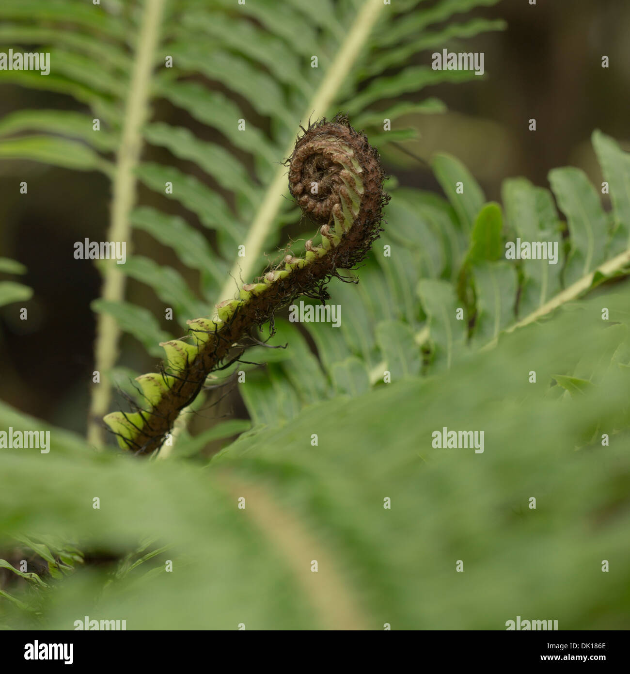 Blechnum Gibbum dans Glasgow Botanic Gardens Banque D'Images