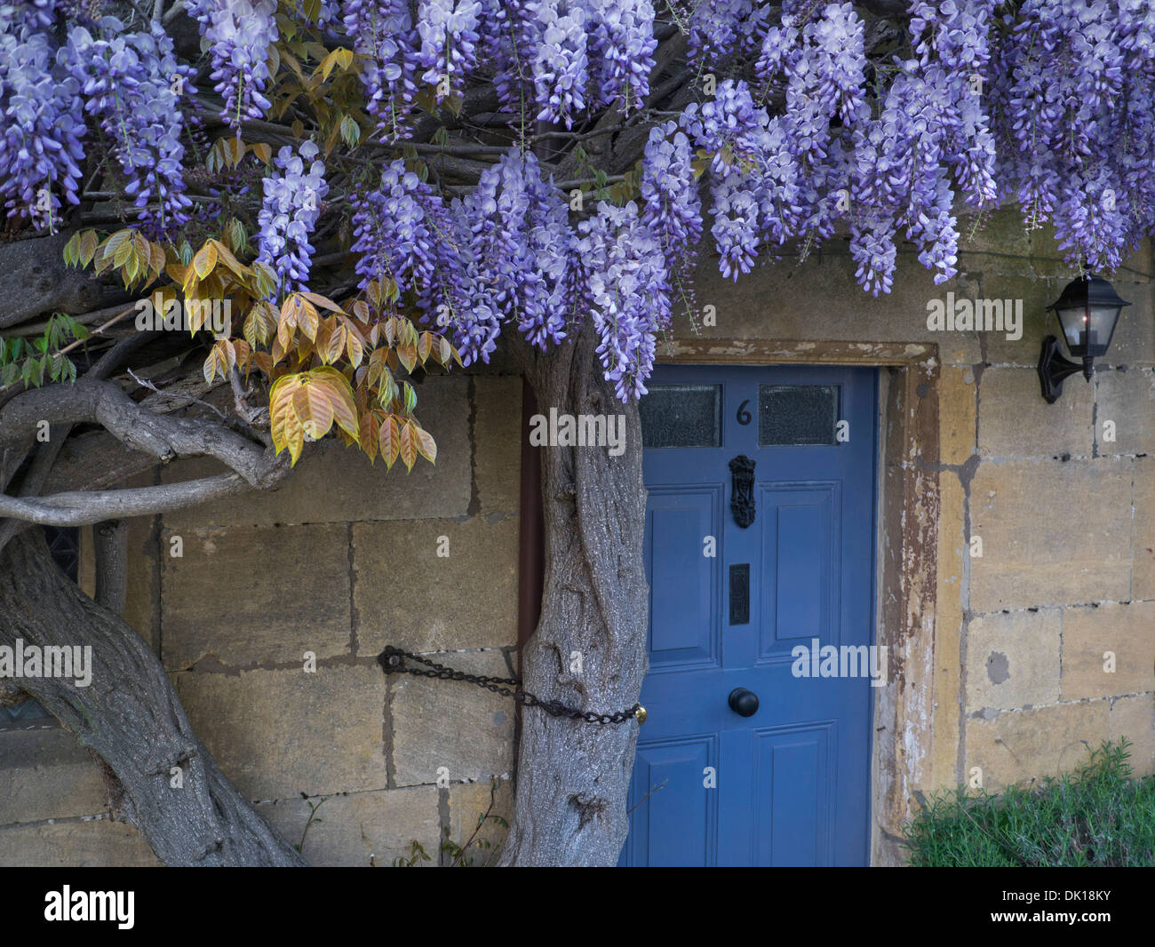 Sur le mur de wisteria cottage historique au crépuscule dans centre village de Broadway Cotswolds Angleterre Royaume-uni Worcestershire Banque D'Images