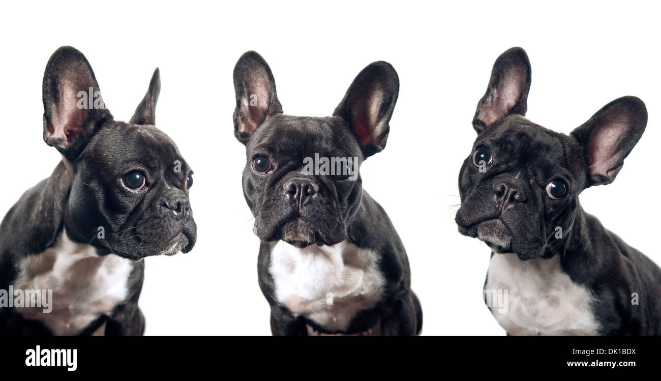 Bouledogue français portrait isolé sur fond blanc Banque D'Images