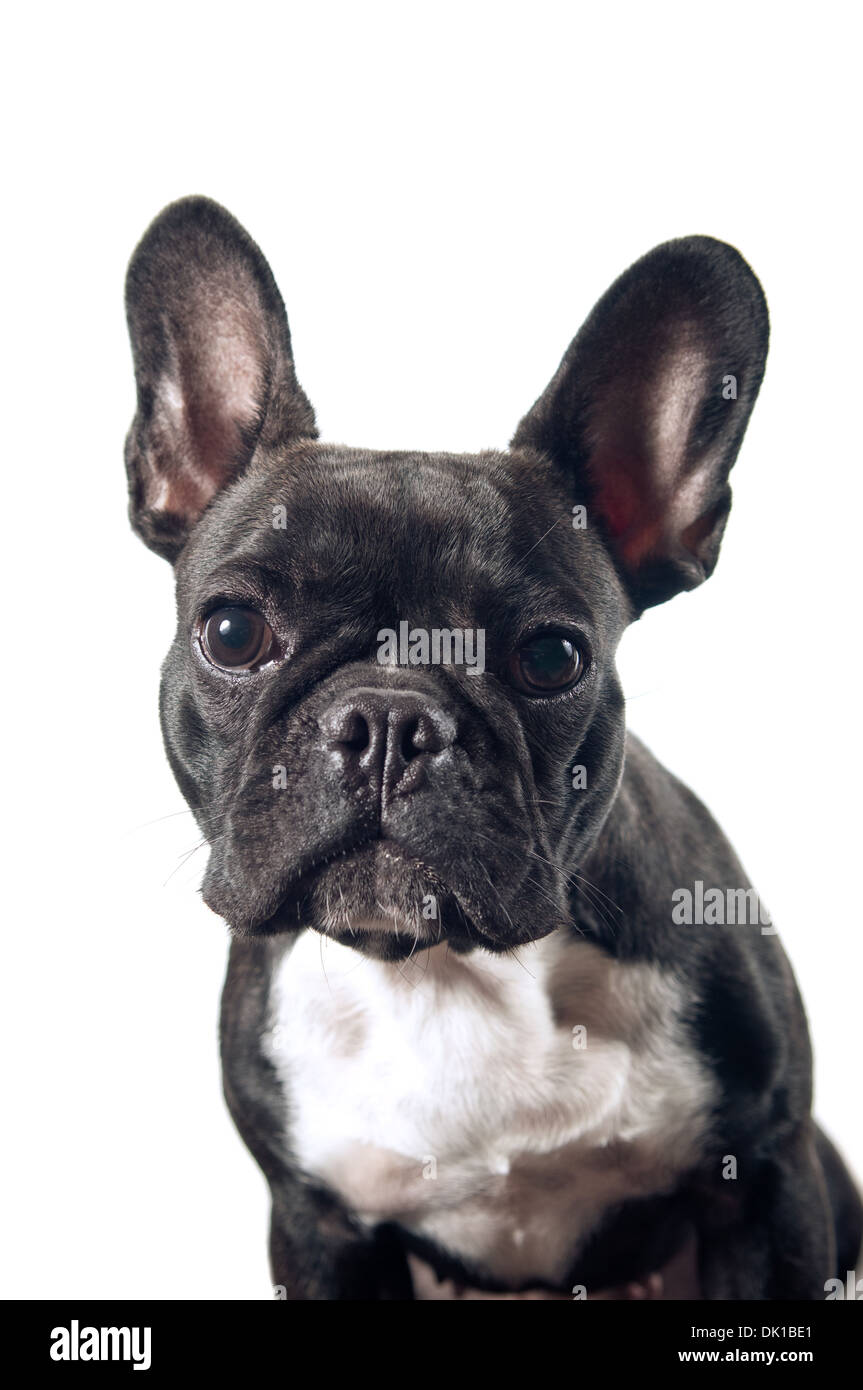 Bouledogue français portrait isolated on white Banque D'Images