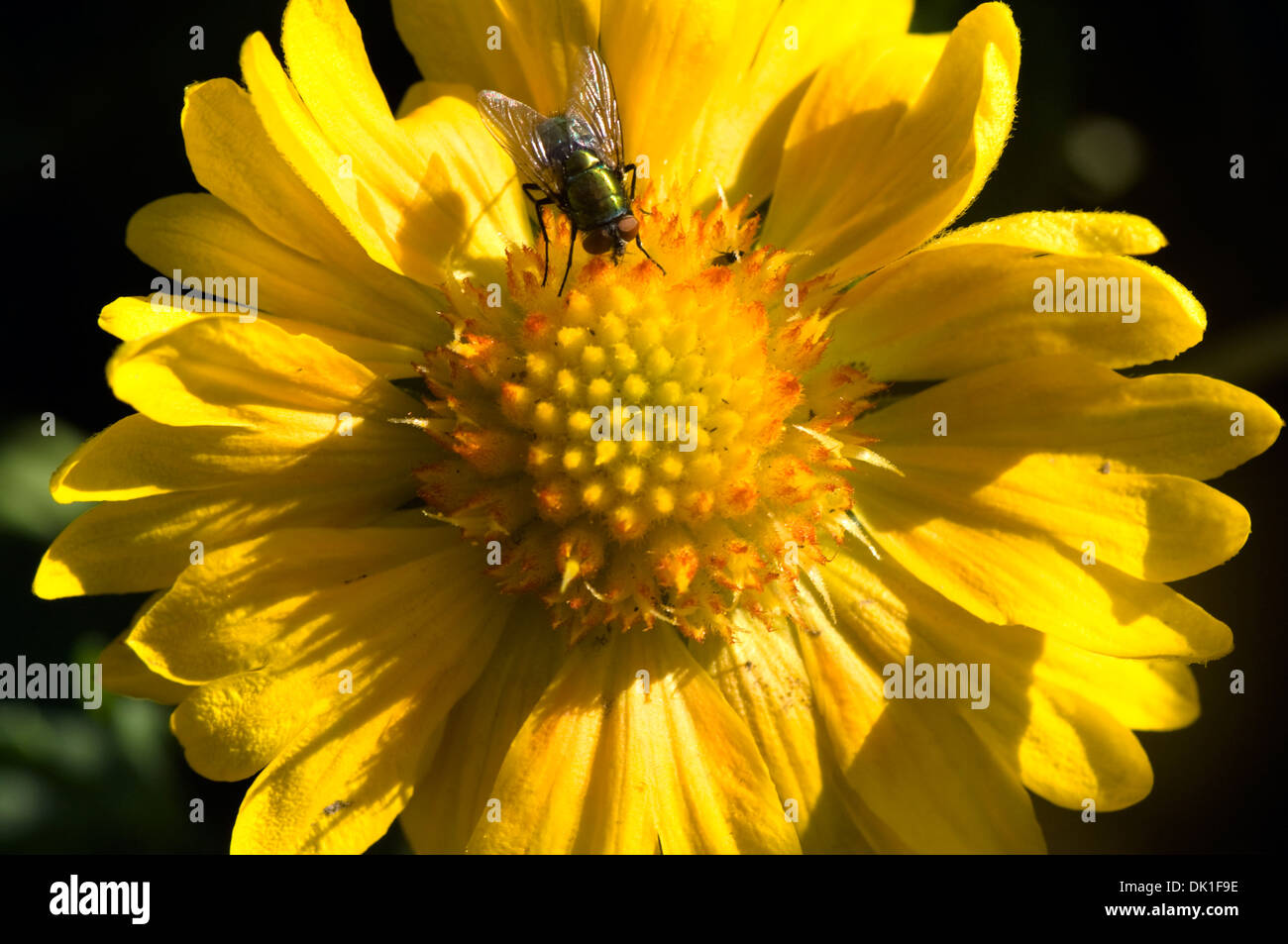 Une mouche rassemble nectar et pollen se répand sur ce jaune et orange Monarda, aster fleur, libre. Banque D'Images