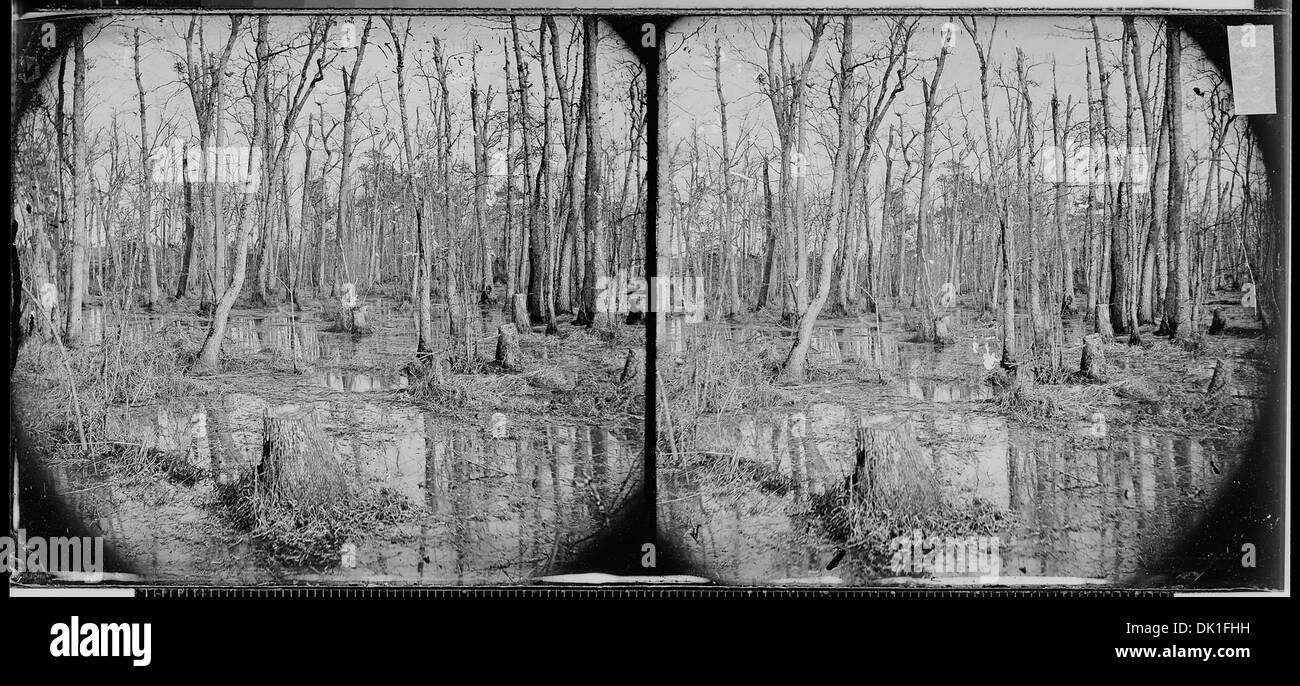 Marécages situés près de la rivière Appomattox en Virginie, présentant un écosystème unique avec végétation de terres humides et faune. Banque D'Images