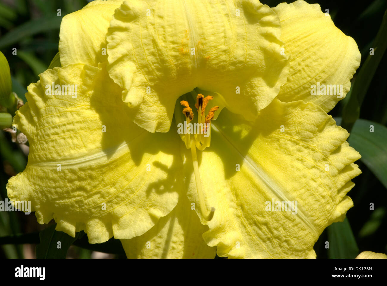 Lily, ébouriffé jaune ou lilium, fleur de près. Banque D'Images